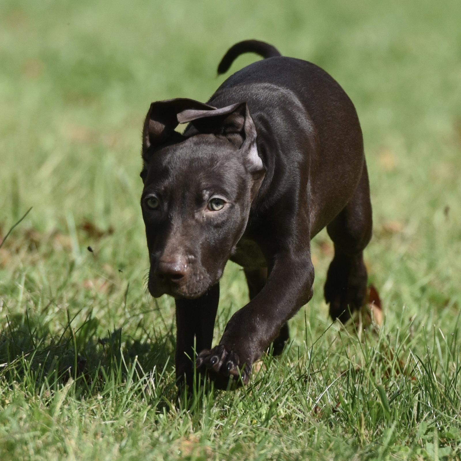 Frame, Adoptable, Puppy Male Chocolate Labrador Retriever & Pointer.