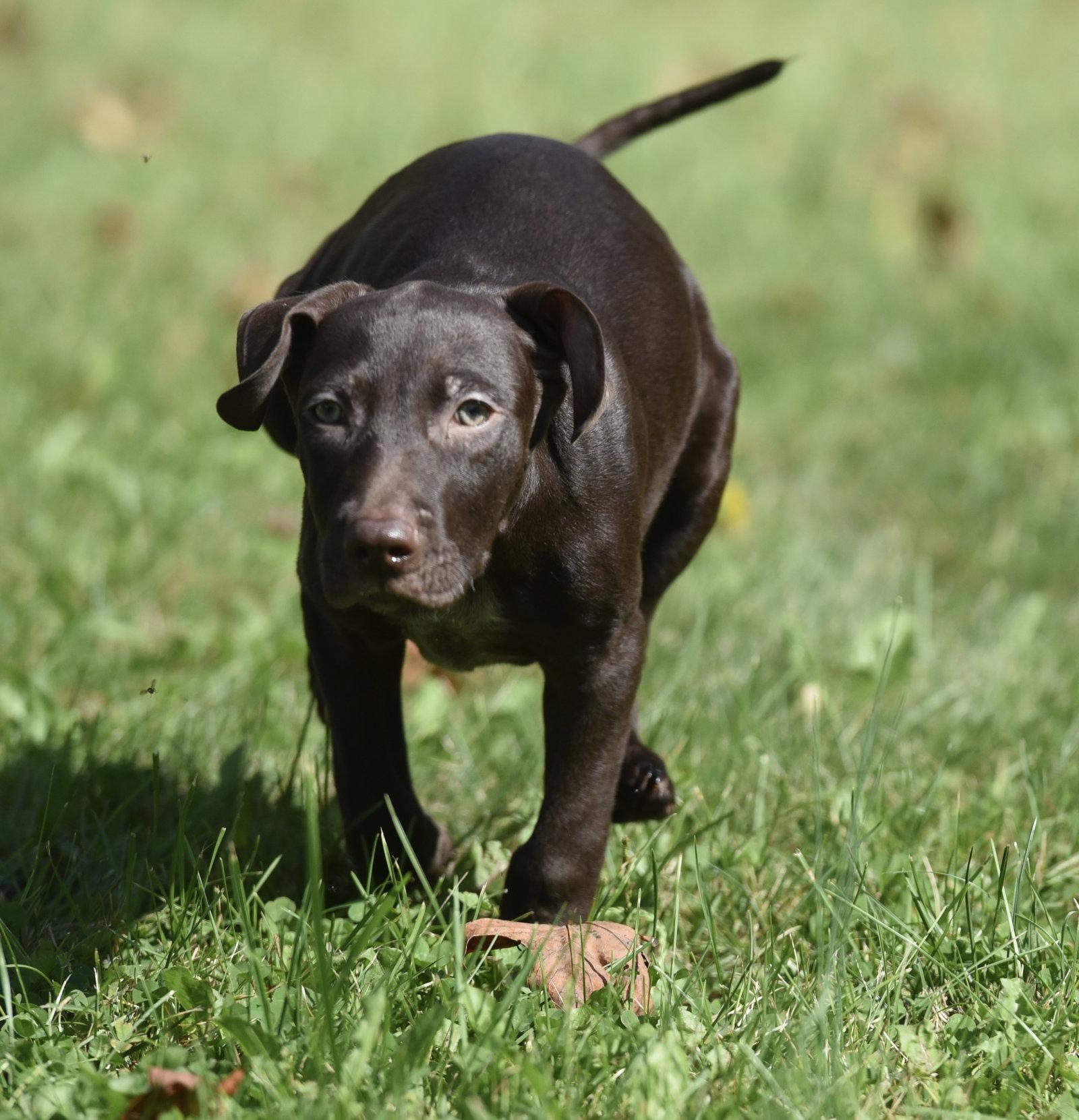 Enlarge Frame, a Adoptable mixed breed in Mechanicsburg, PA image 2/3