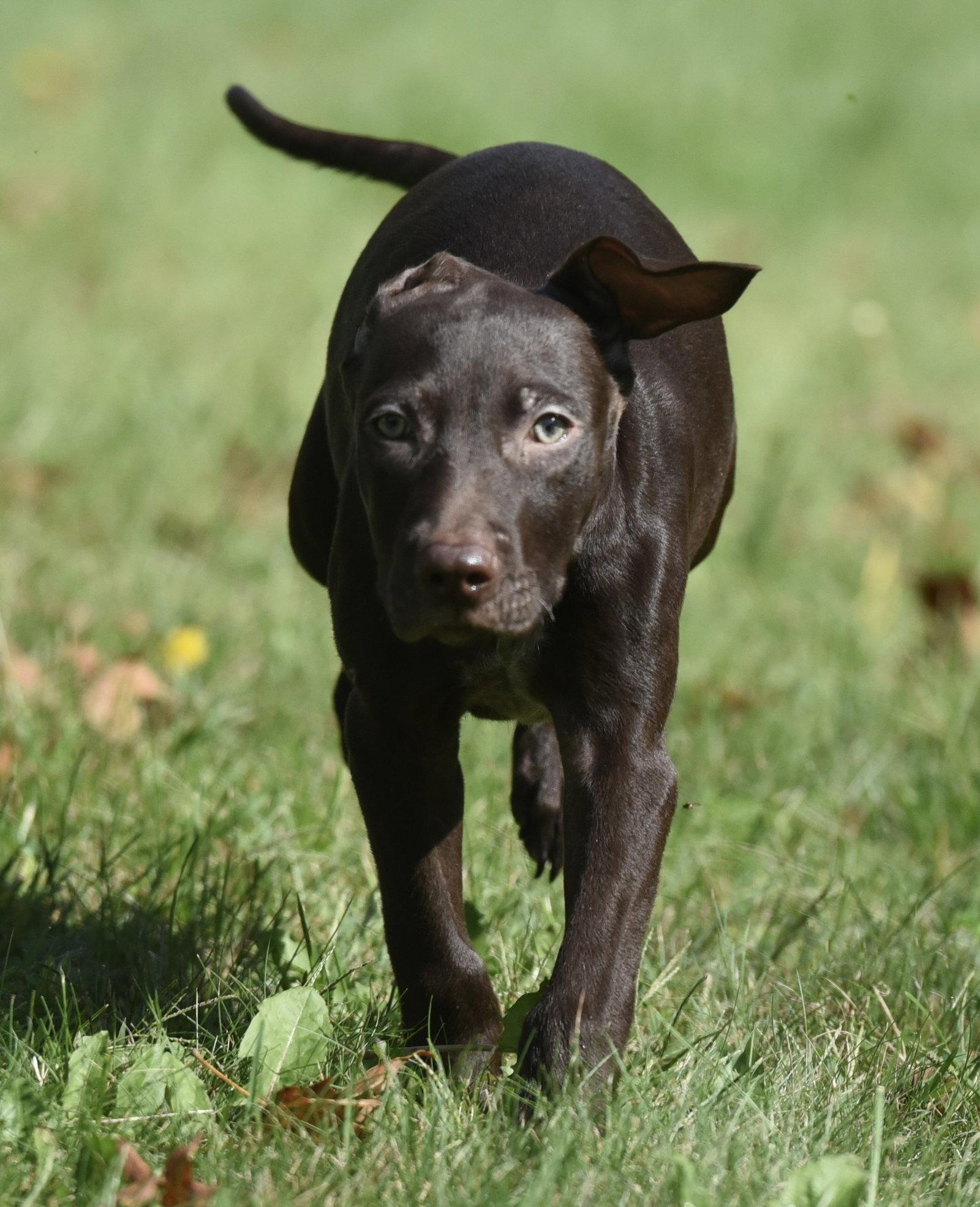 Enlarge Frame, a Adoptable mixed breed in Mechanicsburg, PA image 3/3