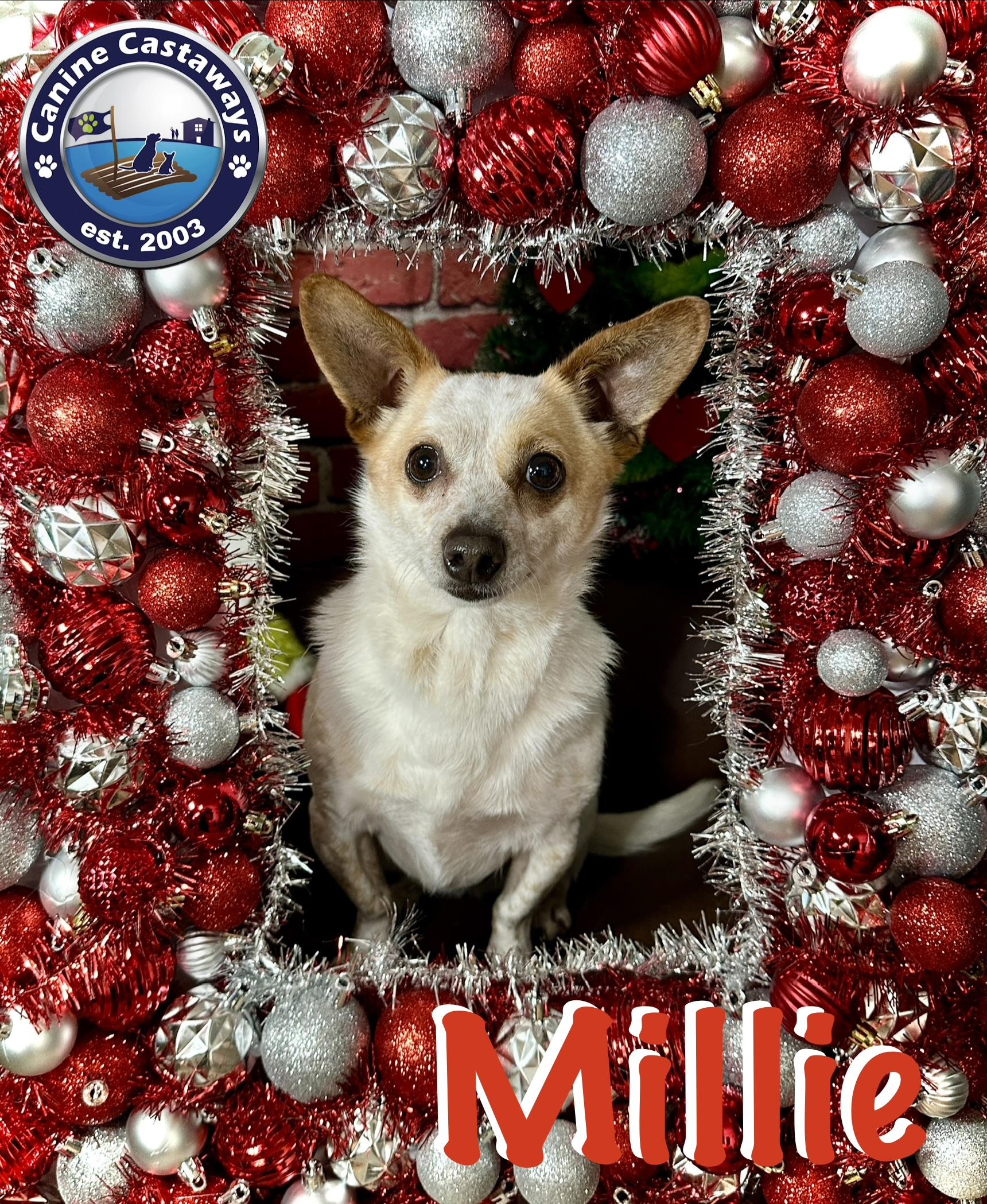Enlarge Millie, a Adoptable mixed breed in Arcadia, FL image 1/5