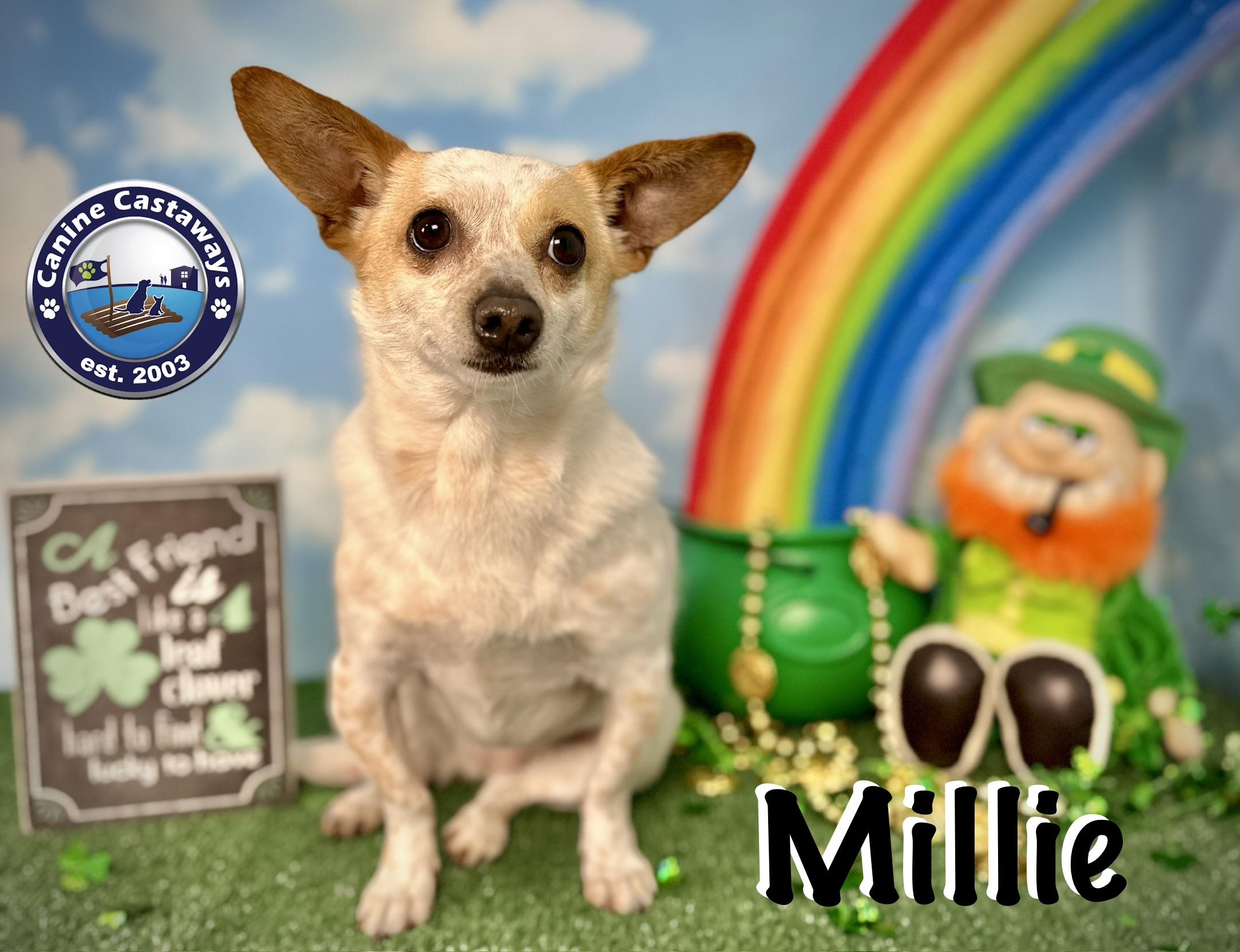 Enlarge Millie, a Adoptable mixed breed in Arcadia, FL image 4/6