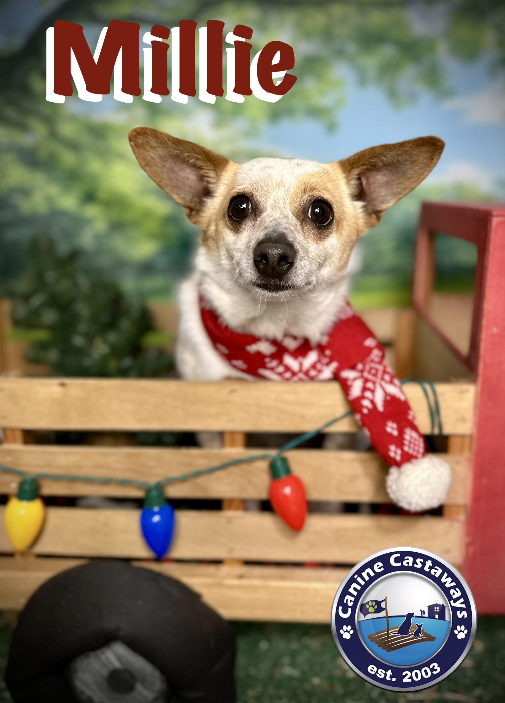 Enlarge Millie, a Adoptable mixed breed in Arcadia, FL image 2/5