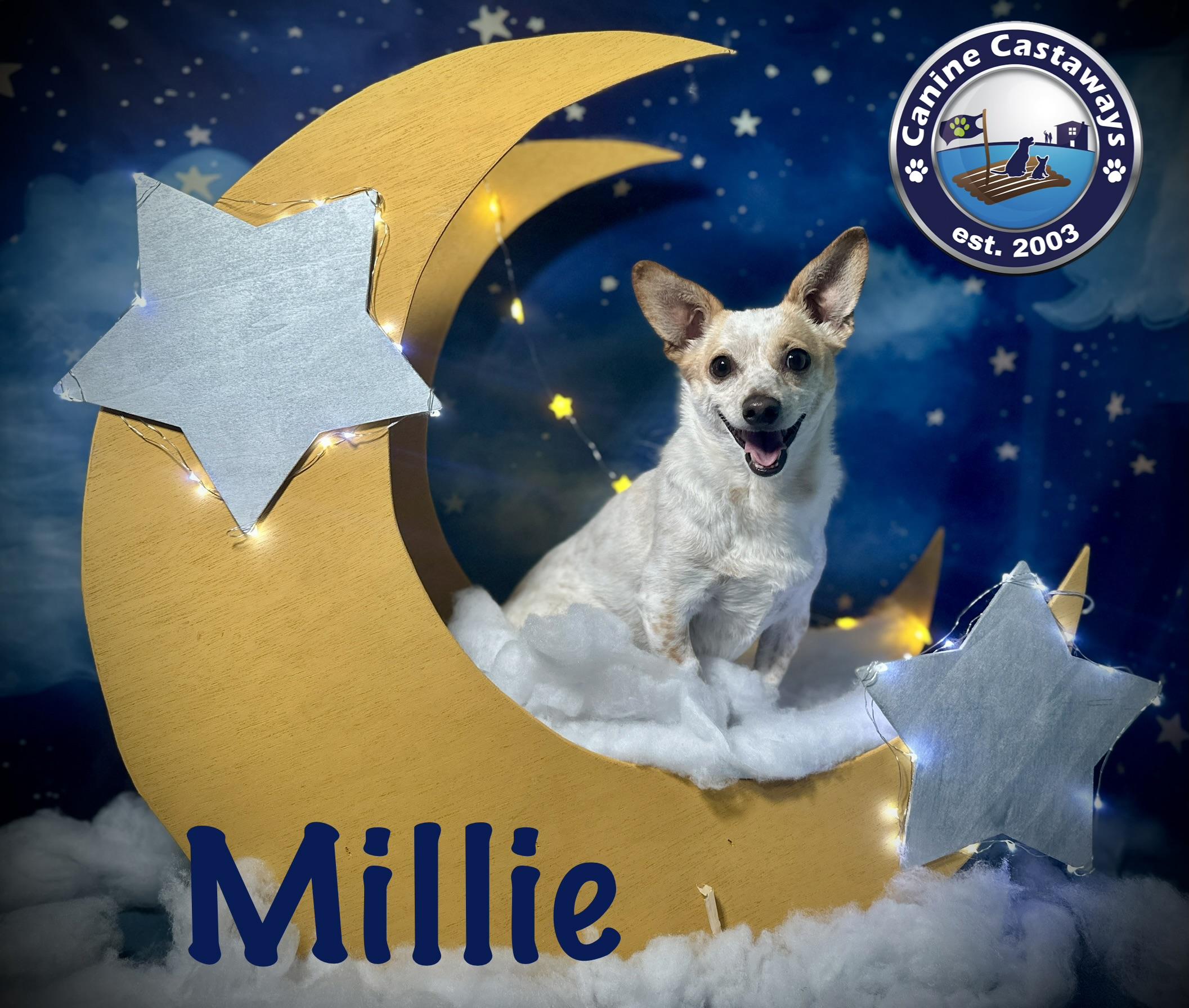 Millie, Adoptable, Adult Female Chihuahua.