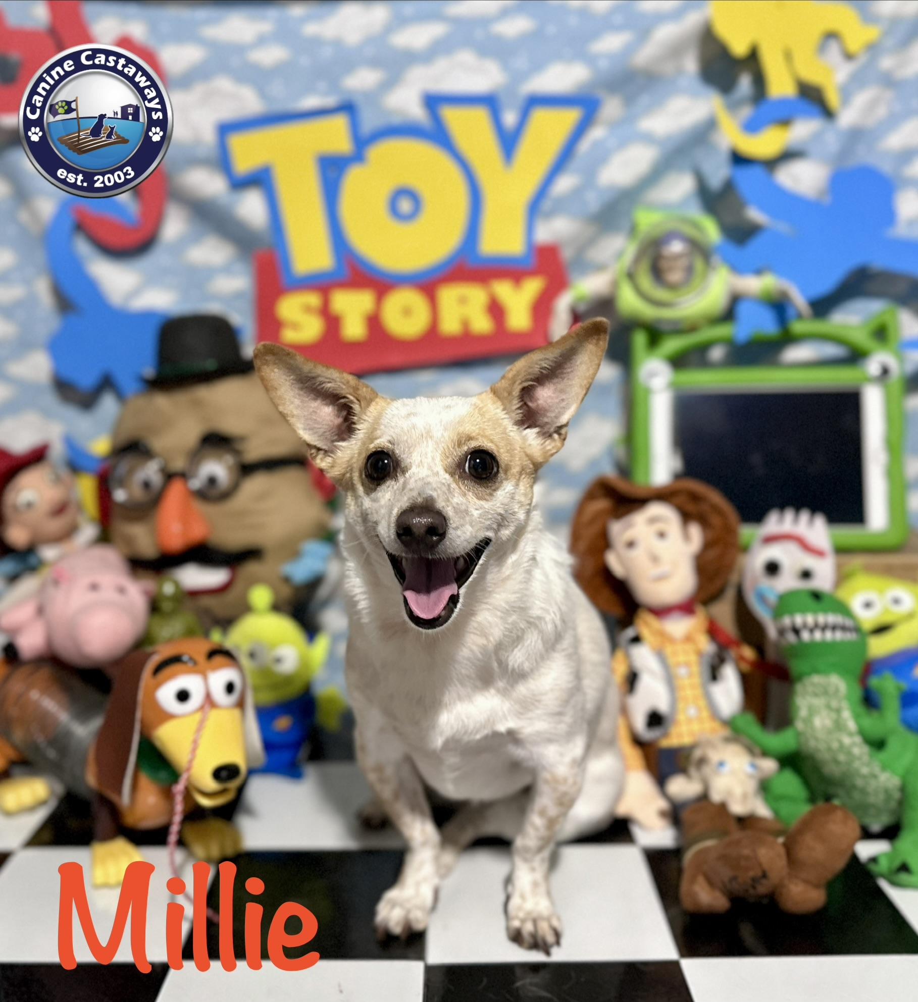 Millie, a Adoptable mixed breed in Arcadia, FL image 4/6