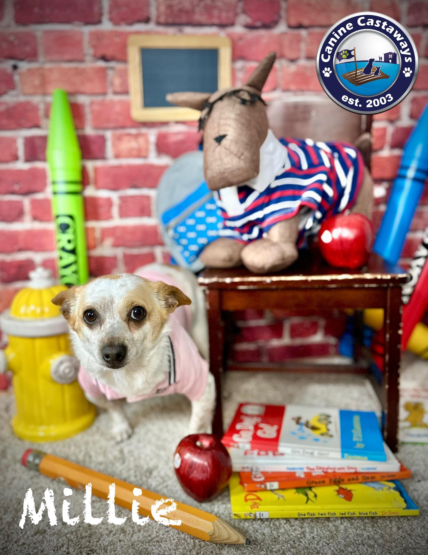 Millie, a Adoptable mixed breed in Arcadia, FL image 4/4