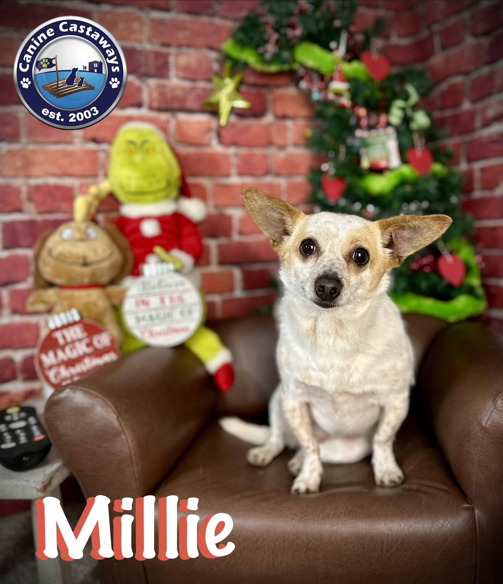 Enlarge Millie, a Adoptable mixed breed in Arcadia, FL image 3/5