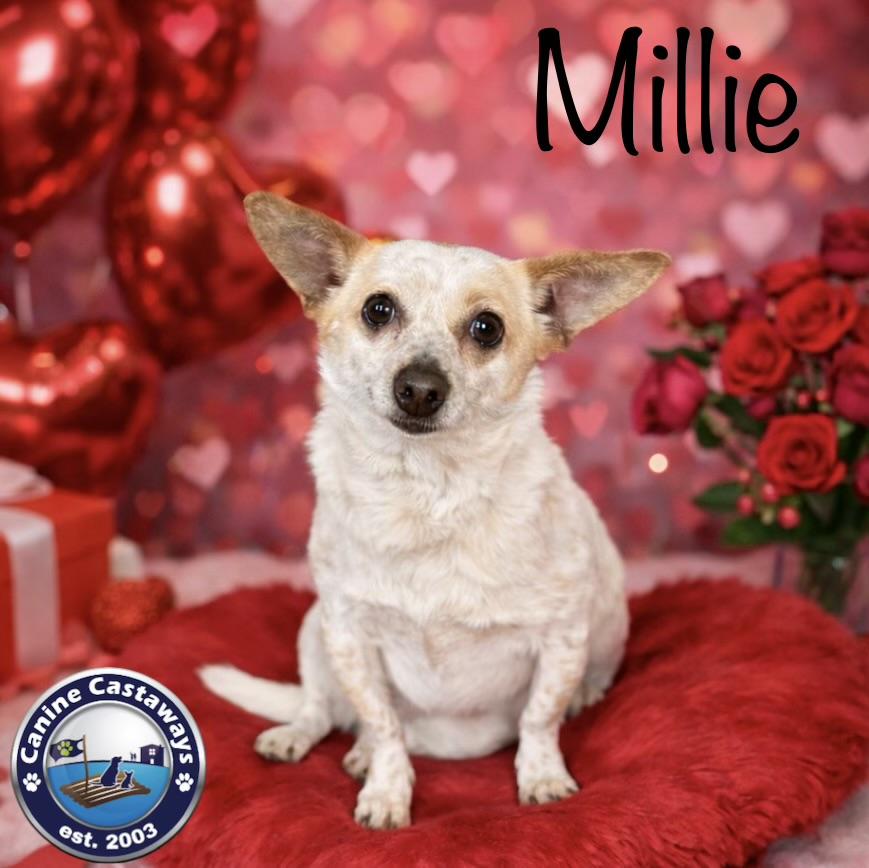 Millie, Adoptable, Adult Female Chihuahua.