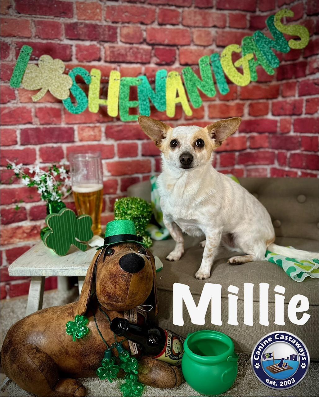 Enlarge Millie, a Adoptable mixed breed in Arcadia, FL image 3/6