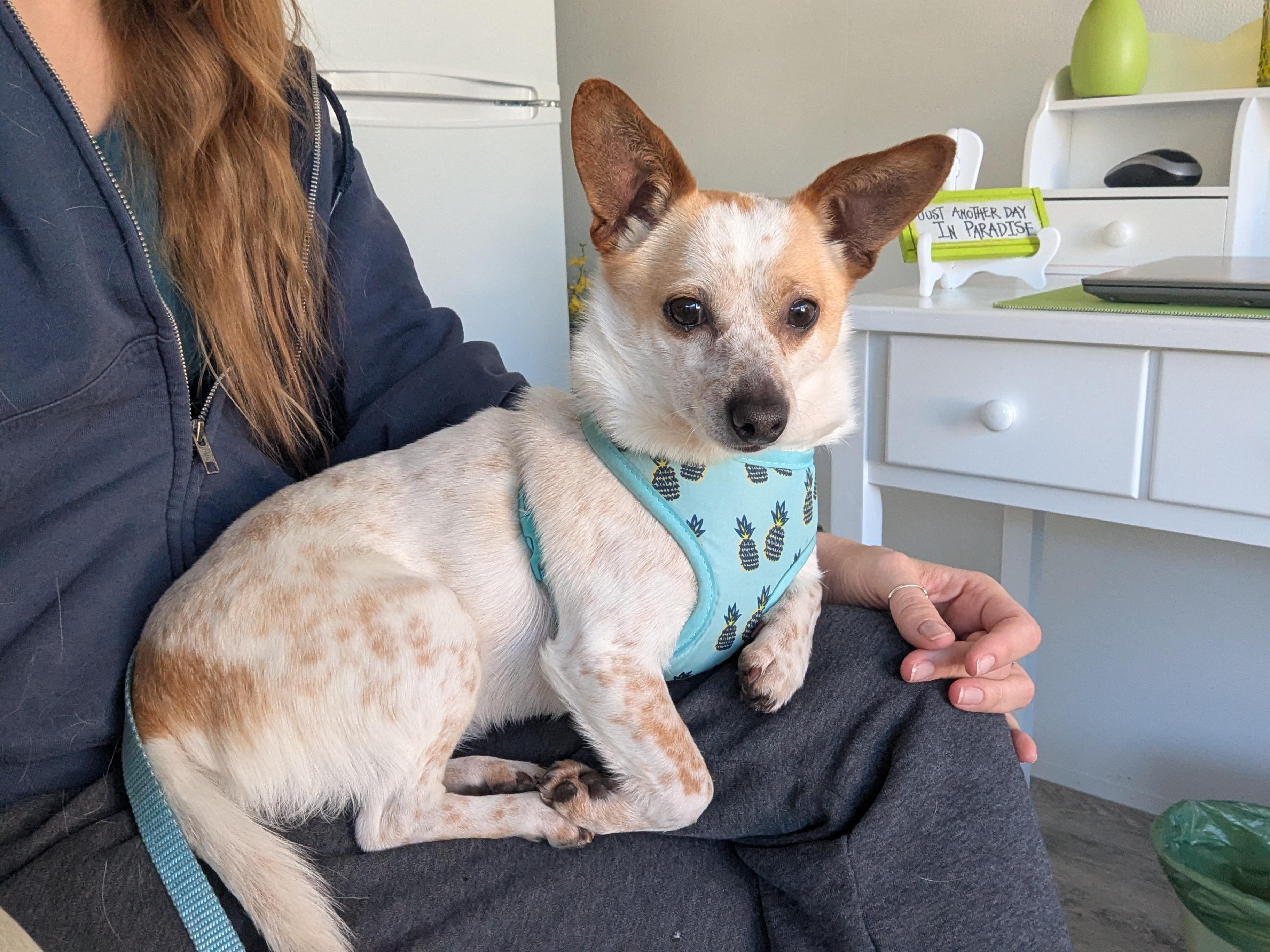 Enlarge Millie, a Adoptable mixed breed in Arcadia, FL image 6/6