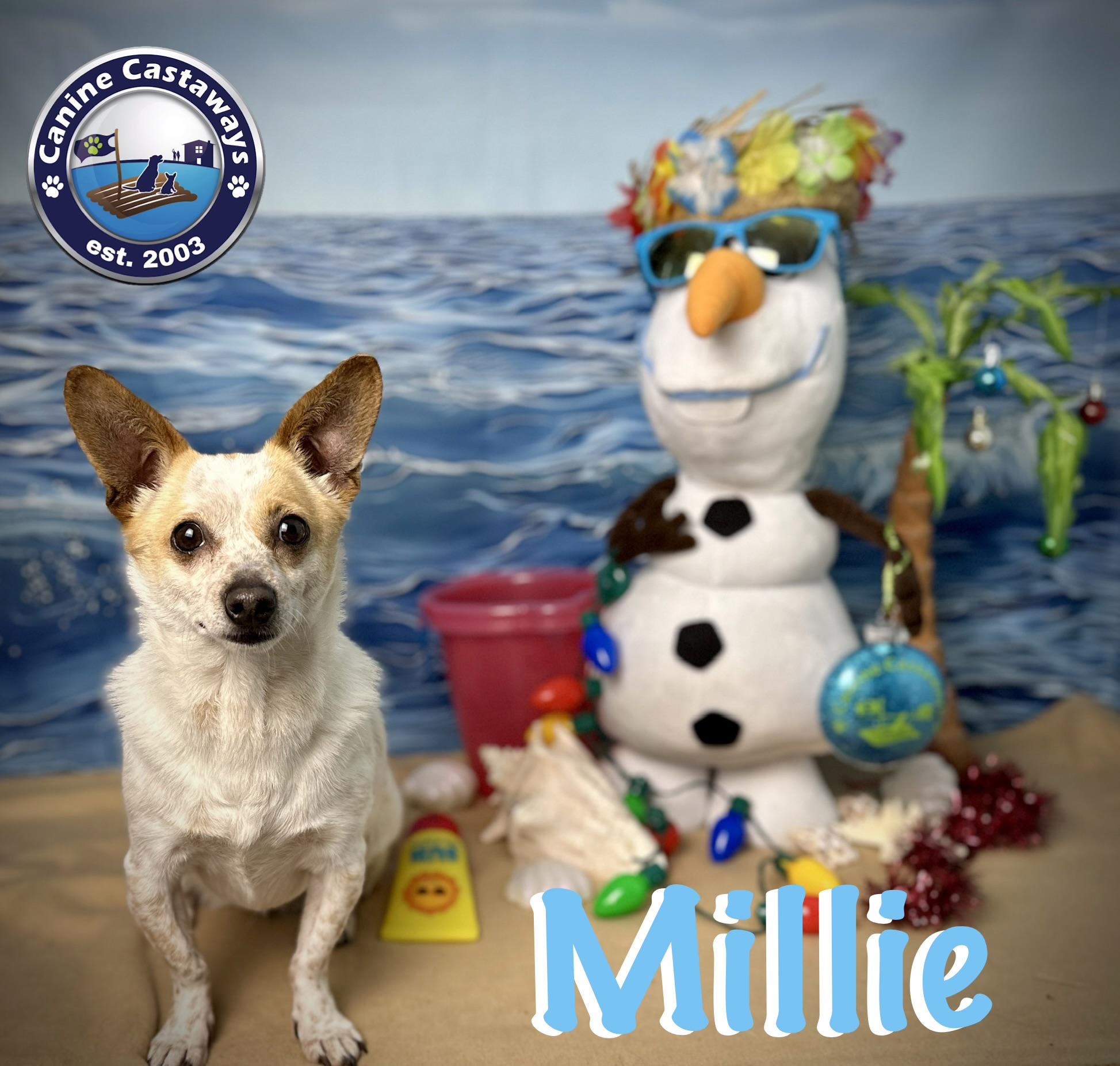 Enlarge Millie, a Adoptable mixed breed in Arcadia, FL image 4/5