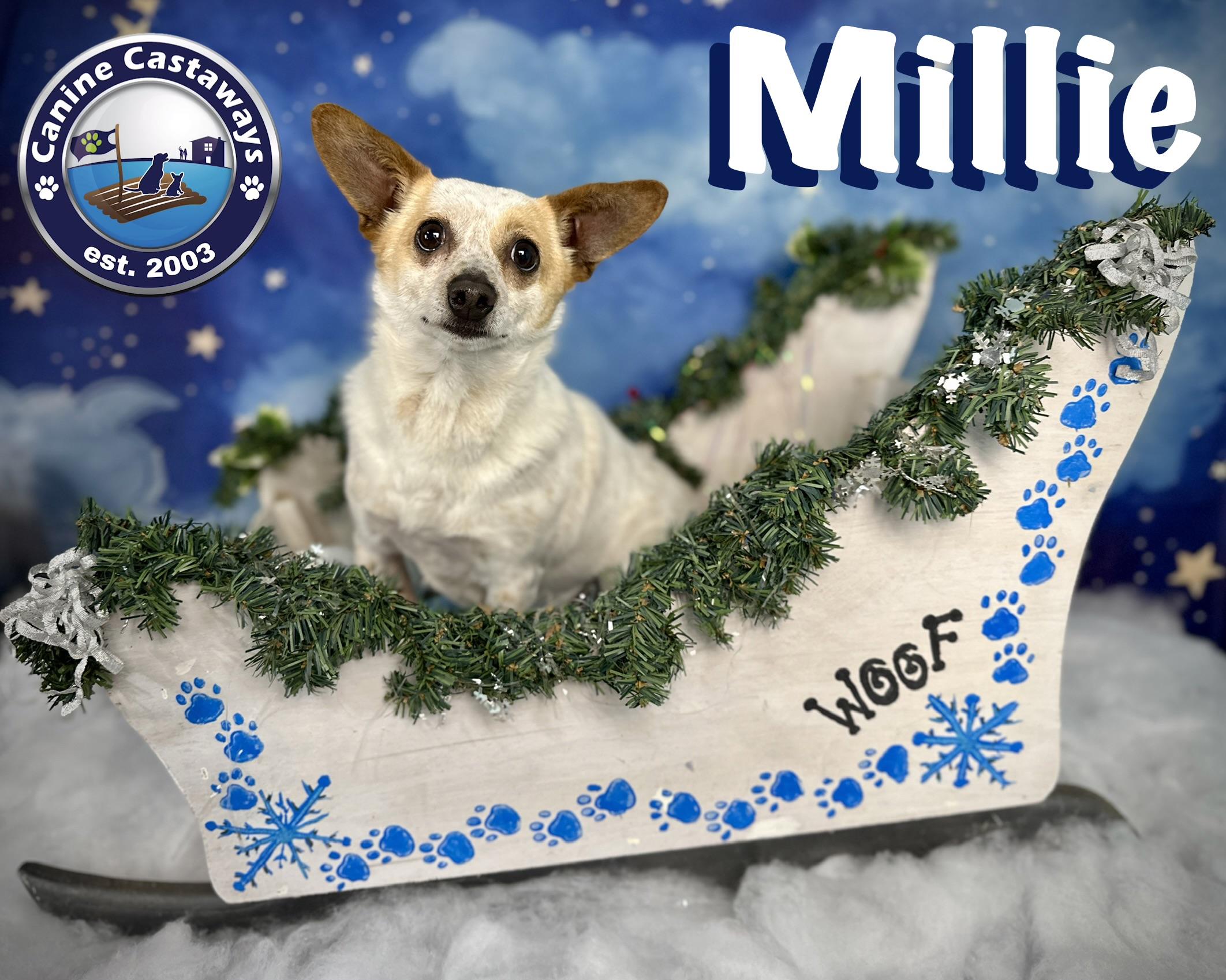 Enlarge Millie, a Adoptable mixed breed in Arcadia, FL image 5/5