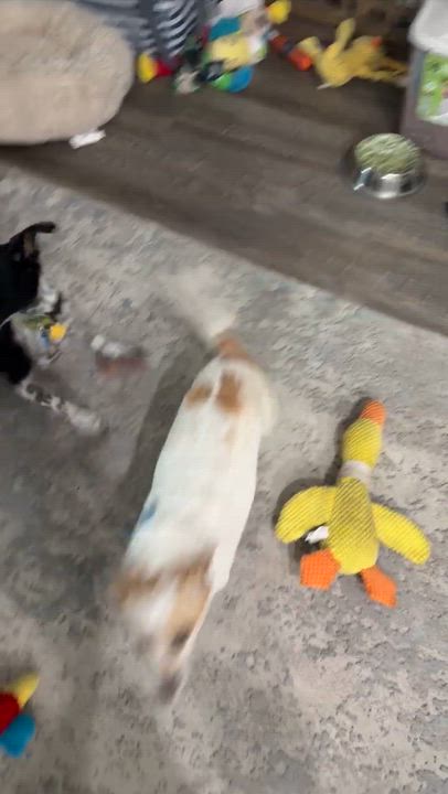 Enlarge Millie, a Adoptable mixed breed in Arcadia, FL video 5/5