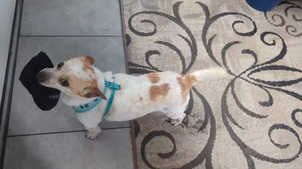 Enlarge Millie, a Adoptable mixed breed in Arcadia, FL video 5/6