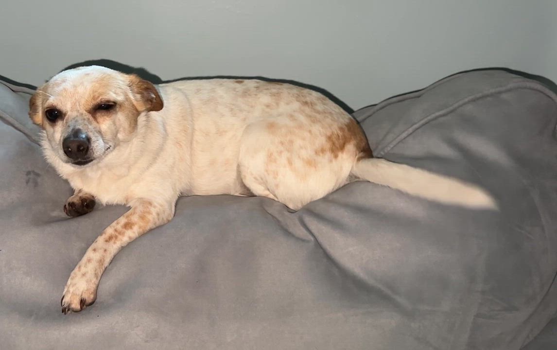 Enlarge Millie, a Adoptable mixed breed in Arcadia, FL video 6/6