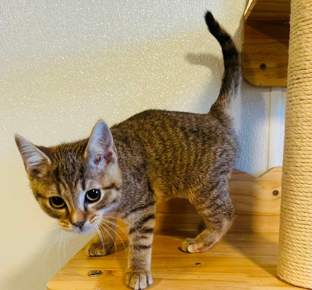 Ariel, Adopted, Young Female Domestic Short Hair.