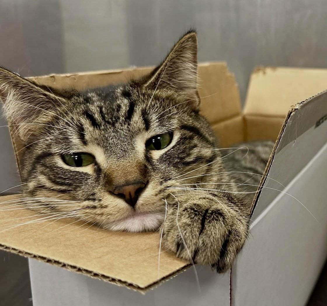 Lucky, Adoptable, Young Male Tabby.