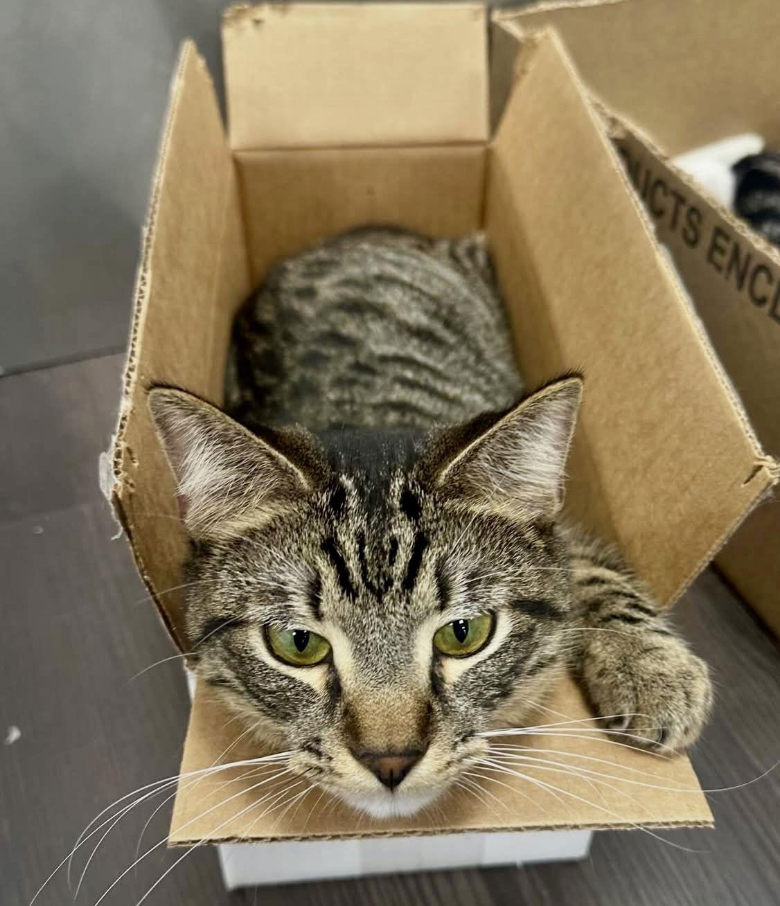 Lucky, a Adoptable Tabby in Seal Beach, CA image 2/2