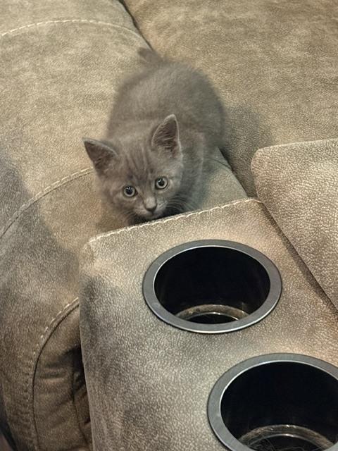 Enlarge Velvet, a Adoptable Russian Blue in Chattanooga, TN image 1/2