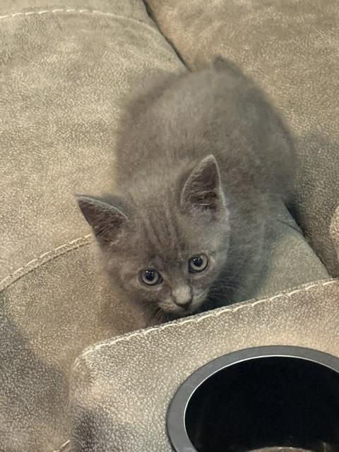 Enlarge Velvet, a Adoptable Russian Blue in Chattanooga, TN image 2/2