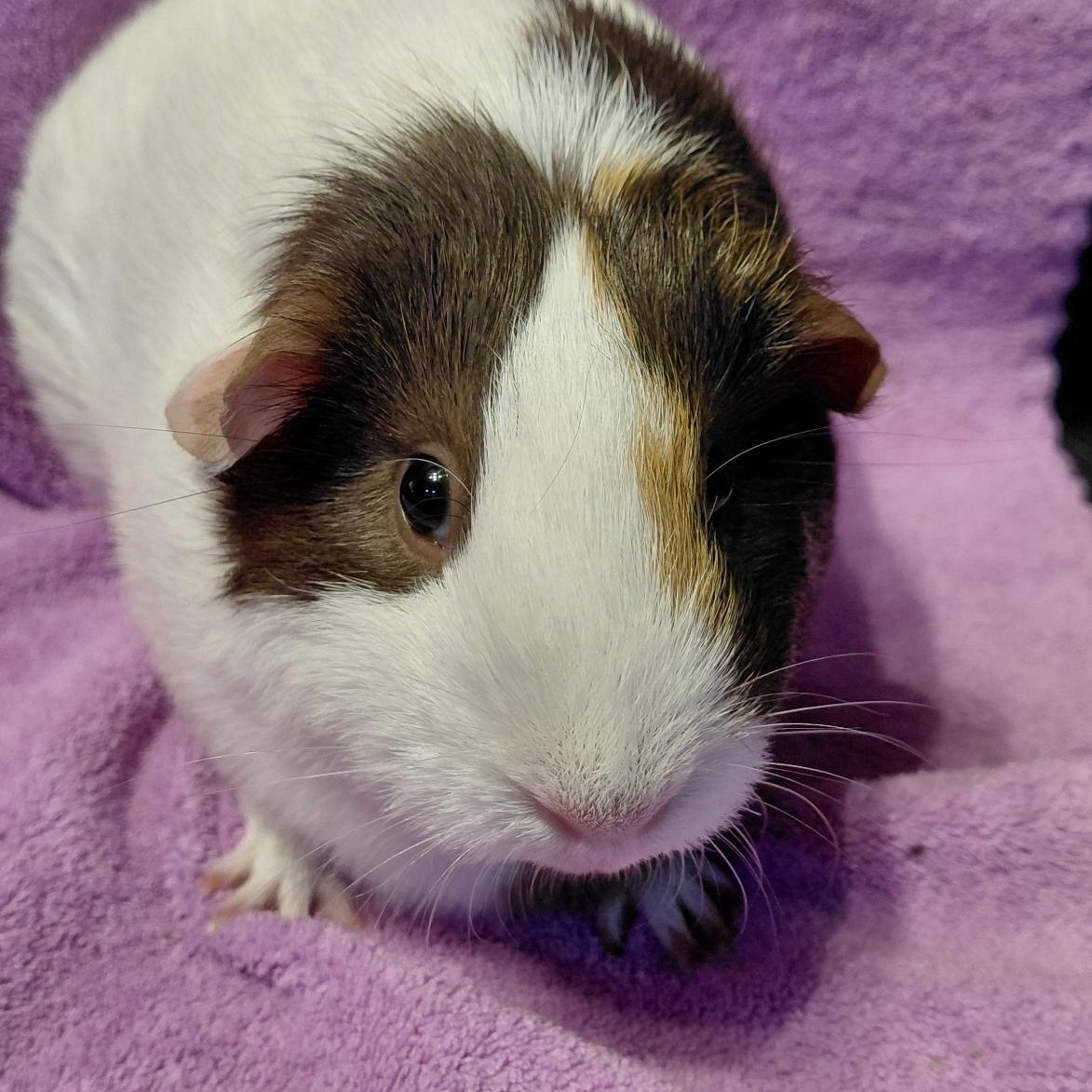 Clover, adoptable, Adult Female Short-Haired.