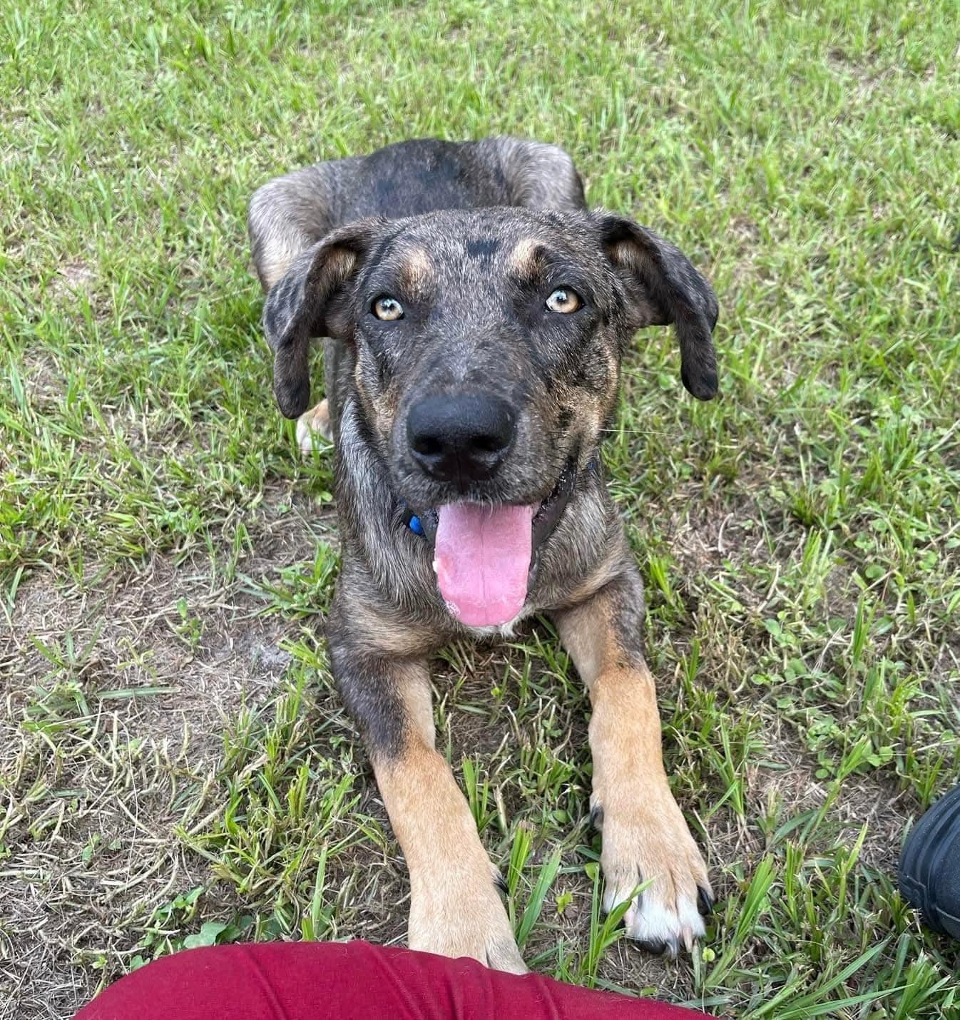 Atticus - GA, Adoptable, Young Male Catahoula Leopard Dog.