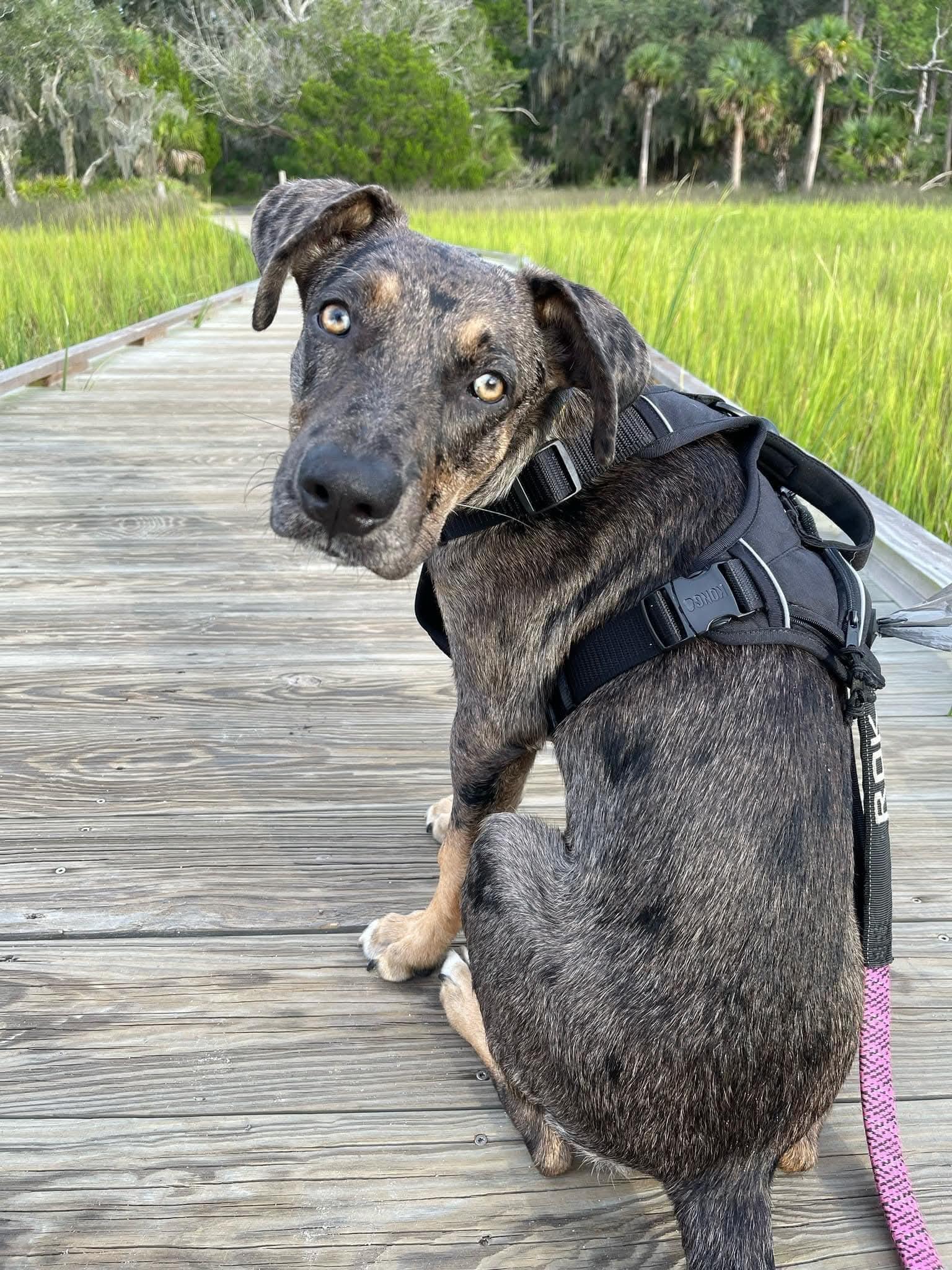 Enlarge Atticus - GA, a Adoptable Catahoula Leopard Dog image 2/4