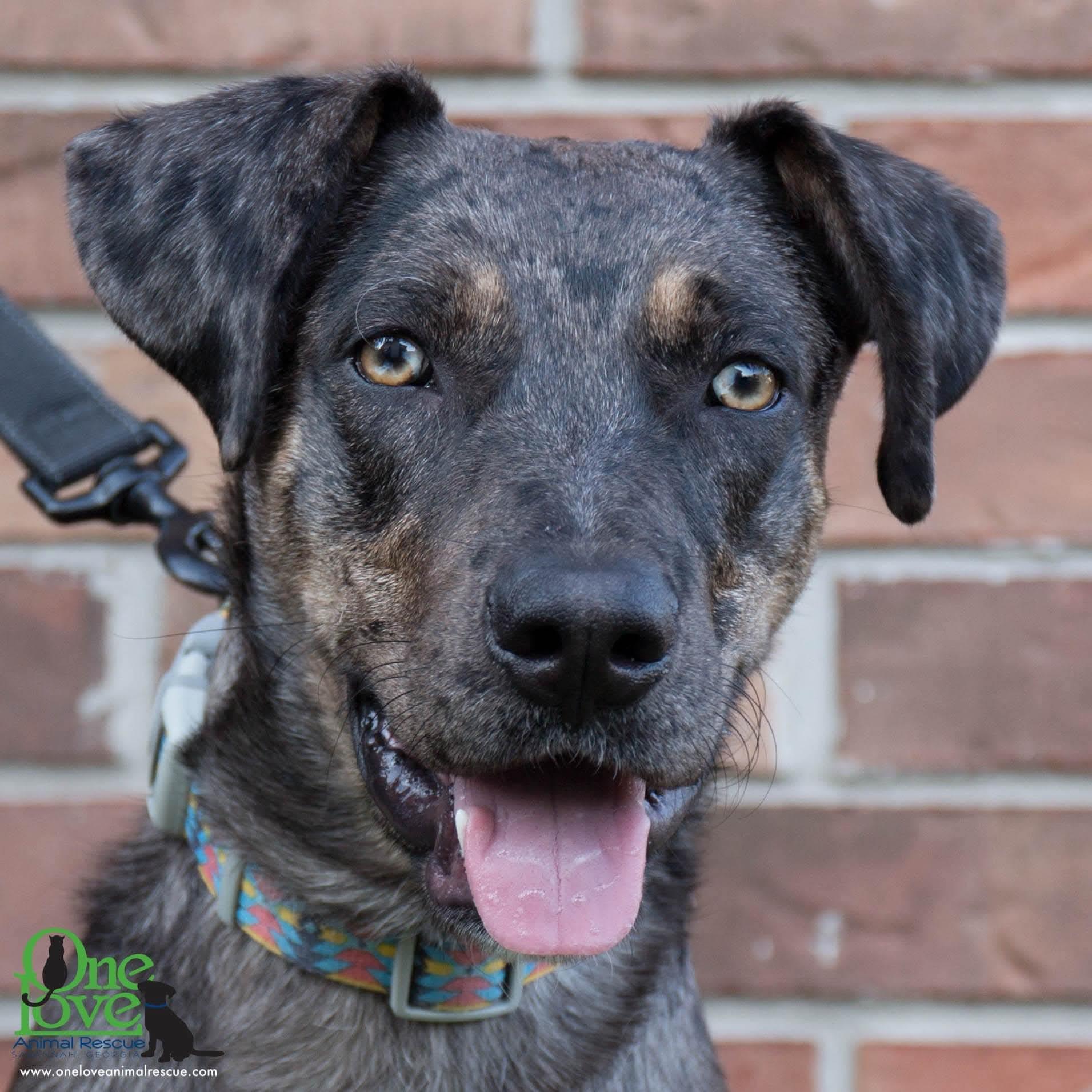 Atticus - GA, Adoptable, Young Male Catahoula Leopard Dog.