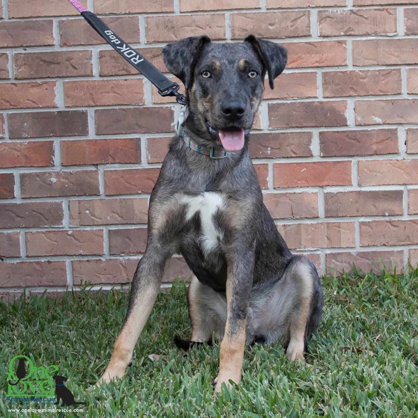Enlarge Atticus - GA, a Adoptable Catahoula Leopard Dog image 4/4