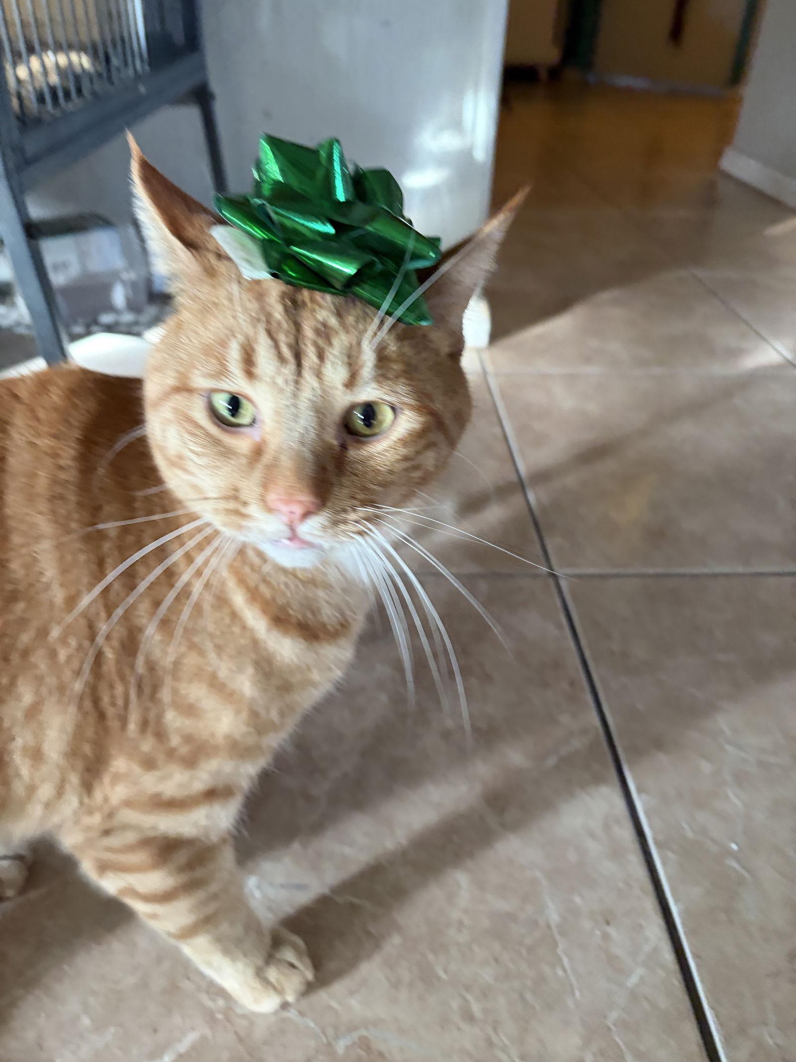 PEANUT BUTTER, Adoptable, Adult Male Domestic Short Hair.