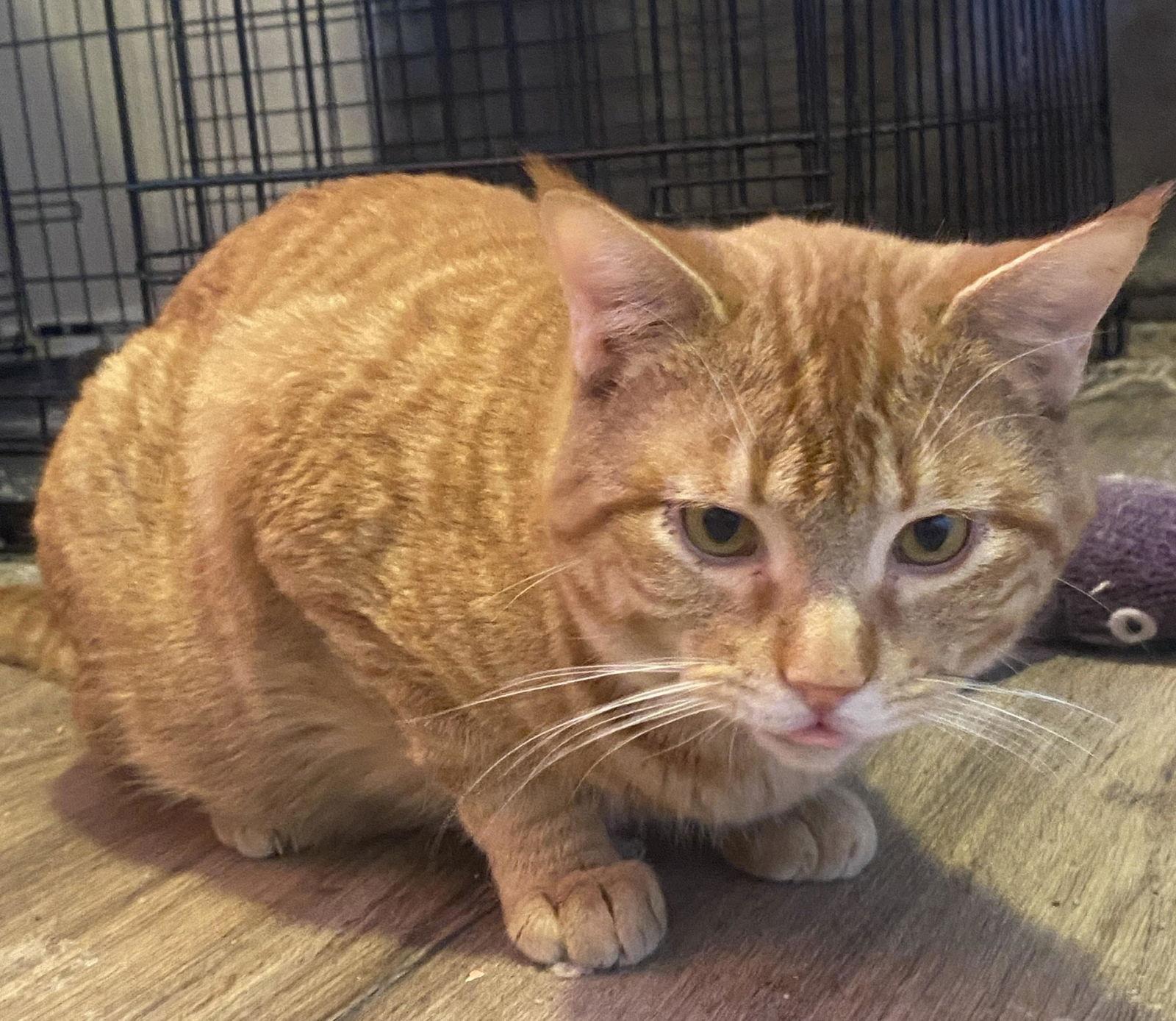 PEANUT BUTTER, Adoptable, Adult Male Domestic Short Hair.