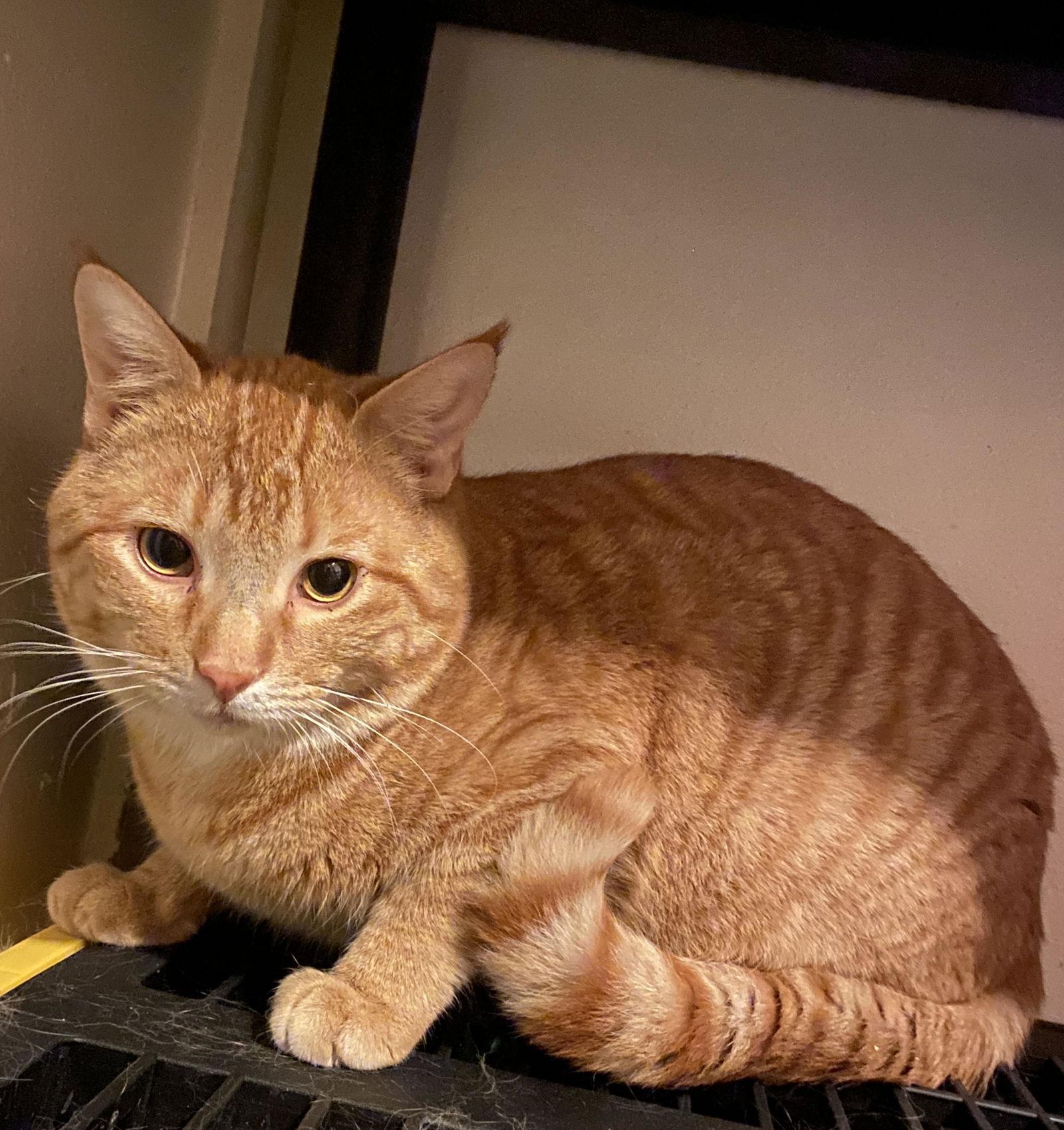 PEANUT BUTTER, a Adoptable Domestic Short Hair in Chandler, AZ image 3/3