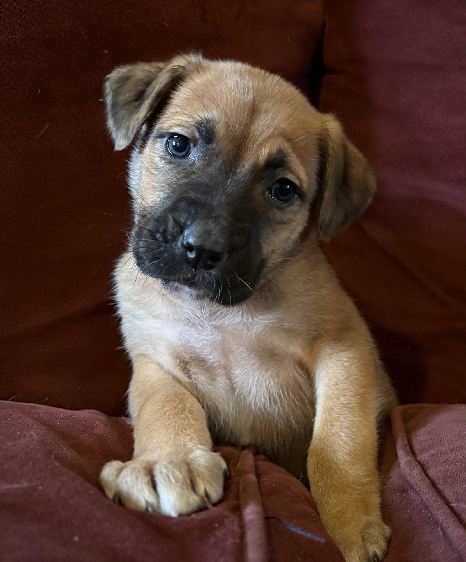 Enlarge Maxine, a Adoptable mixed breed in Oxford, MI image 1/2