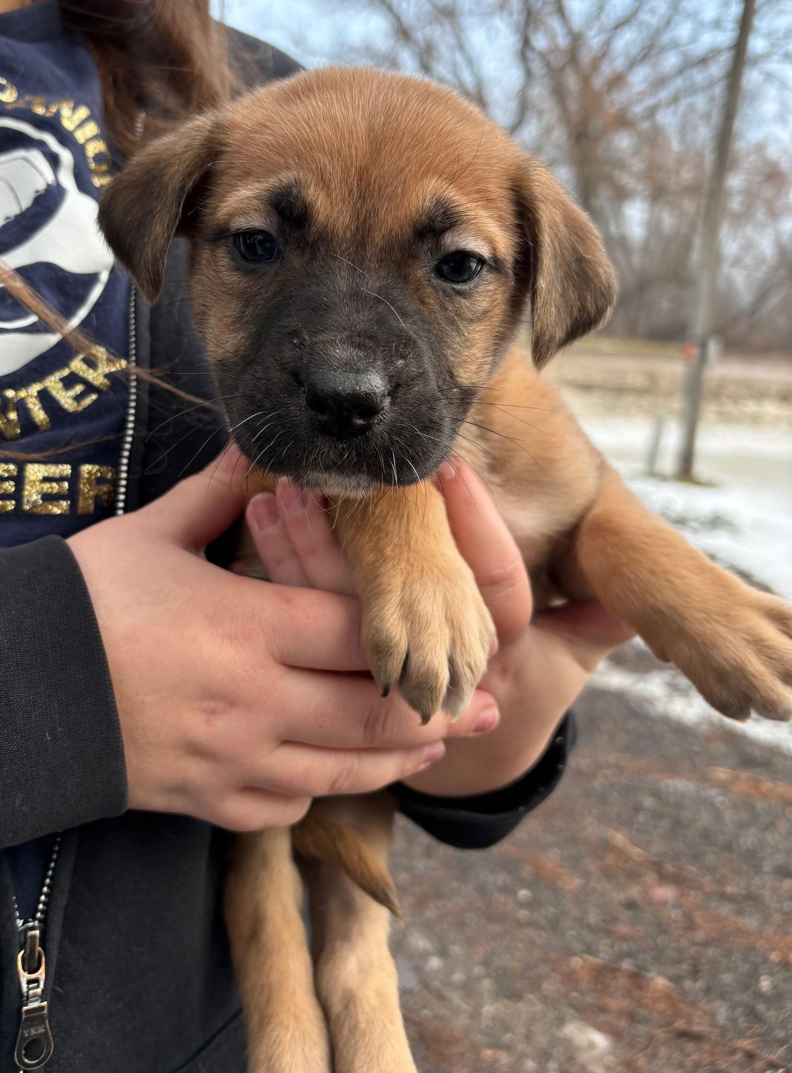 Enlarge Maxine, a Adoptable mixed breed in Oxford, MI image 2/2