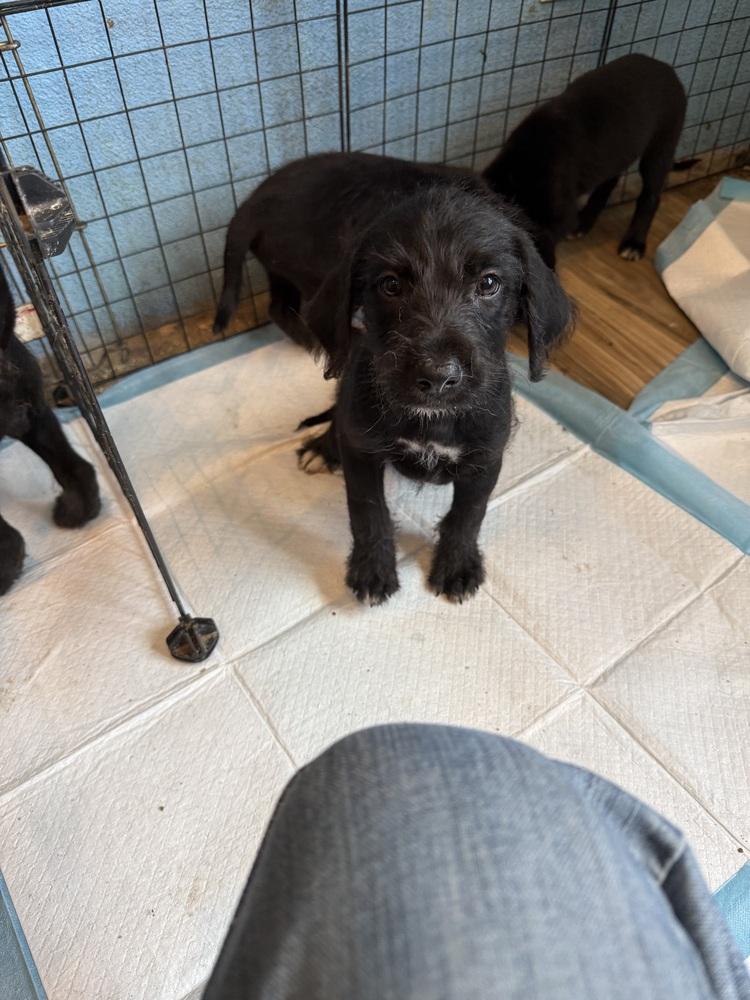 Mixed Nuts (puppy litter), Adoptable, Puppy Female Labrador Retriever & Wire Fox Terrier.