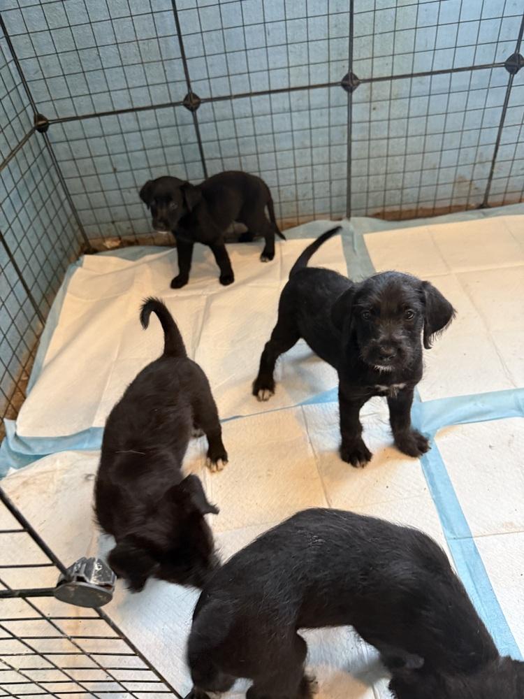 Enlarge Mixed Nuts (puppy litter), a Adoptable mixed breed in Redlands, CA image 2/3