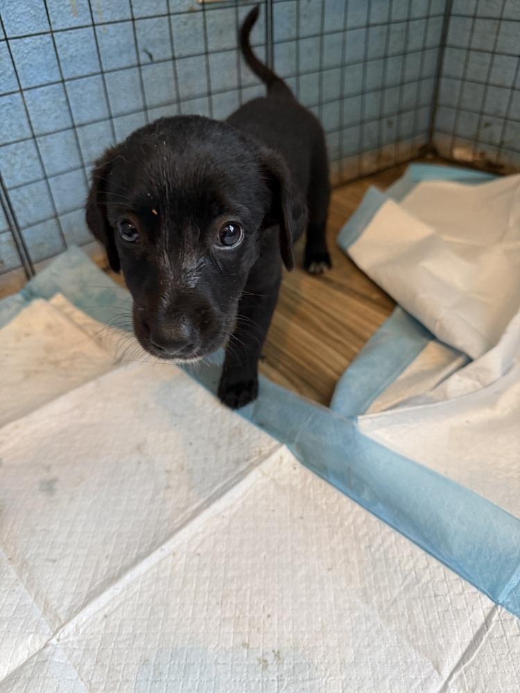 Enlarge Mixed Nuts (puppy litter), a Adoptable mixed breed in Redlands, CA image 3/3