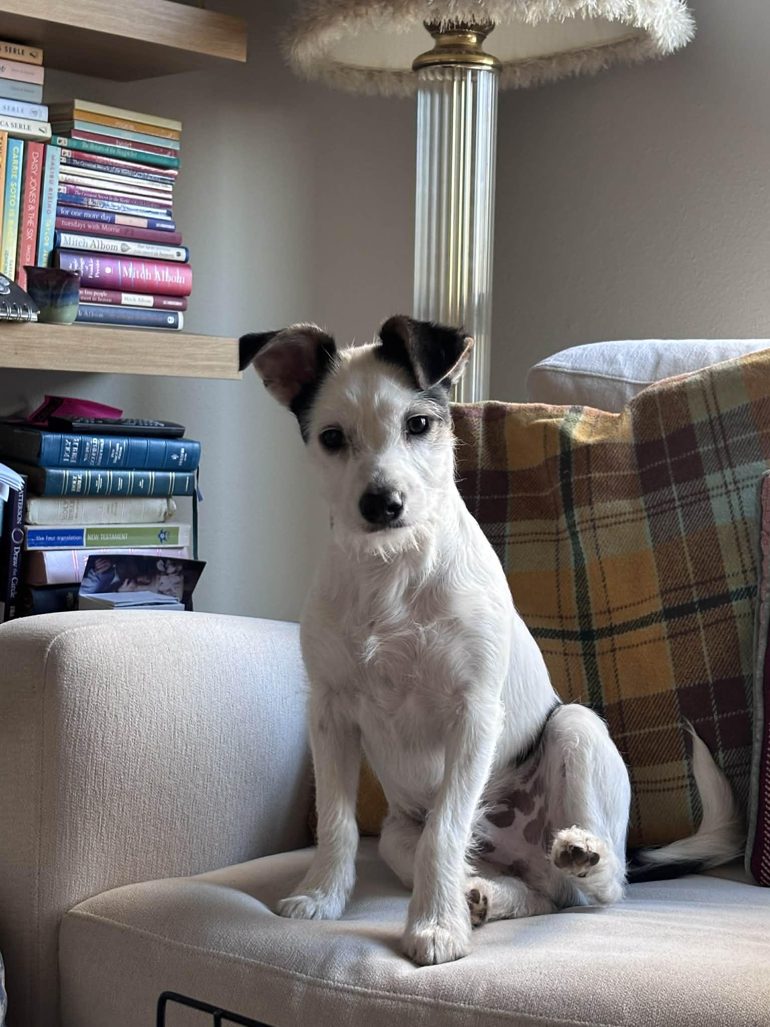 Oscar, an adopted mixed breed in Piedmont, OK image 1/4
