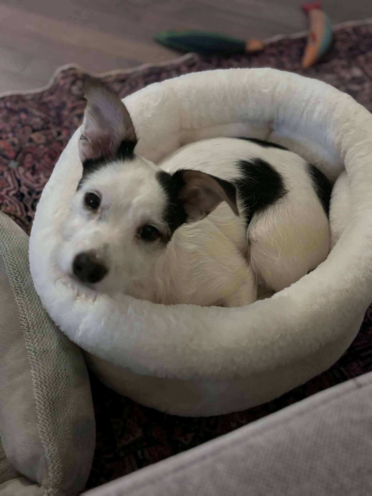 Oscar, an adopted mixed breed in Piedmont, OK image 2/4