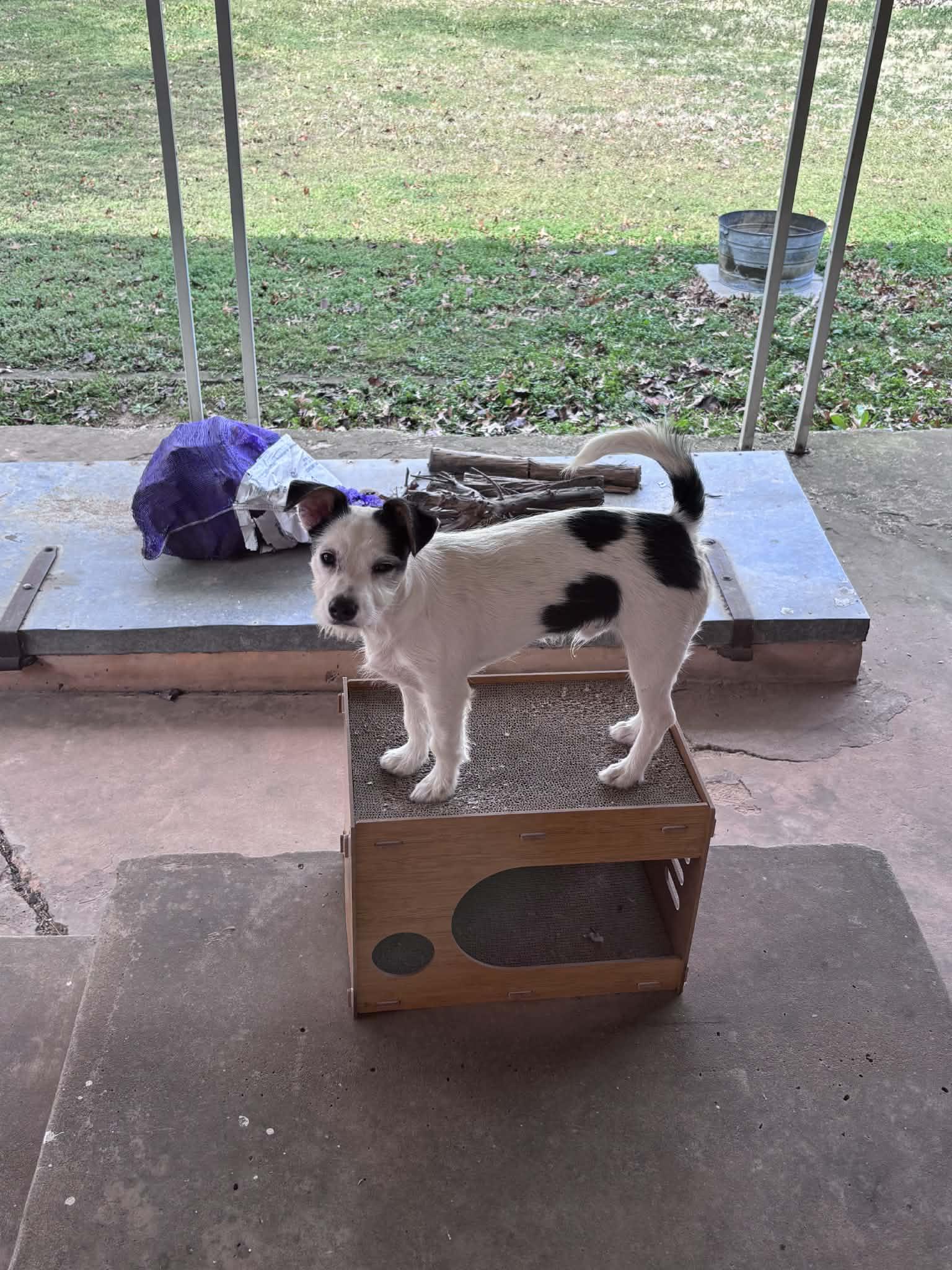 Oscar, an adopted mixed breed in Piedmont, OK image 3/4