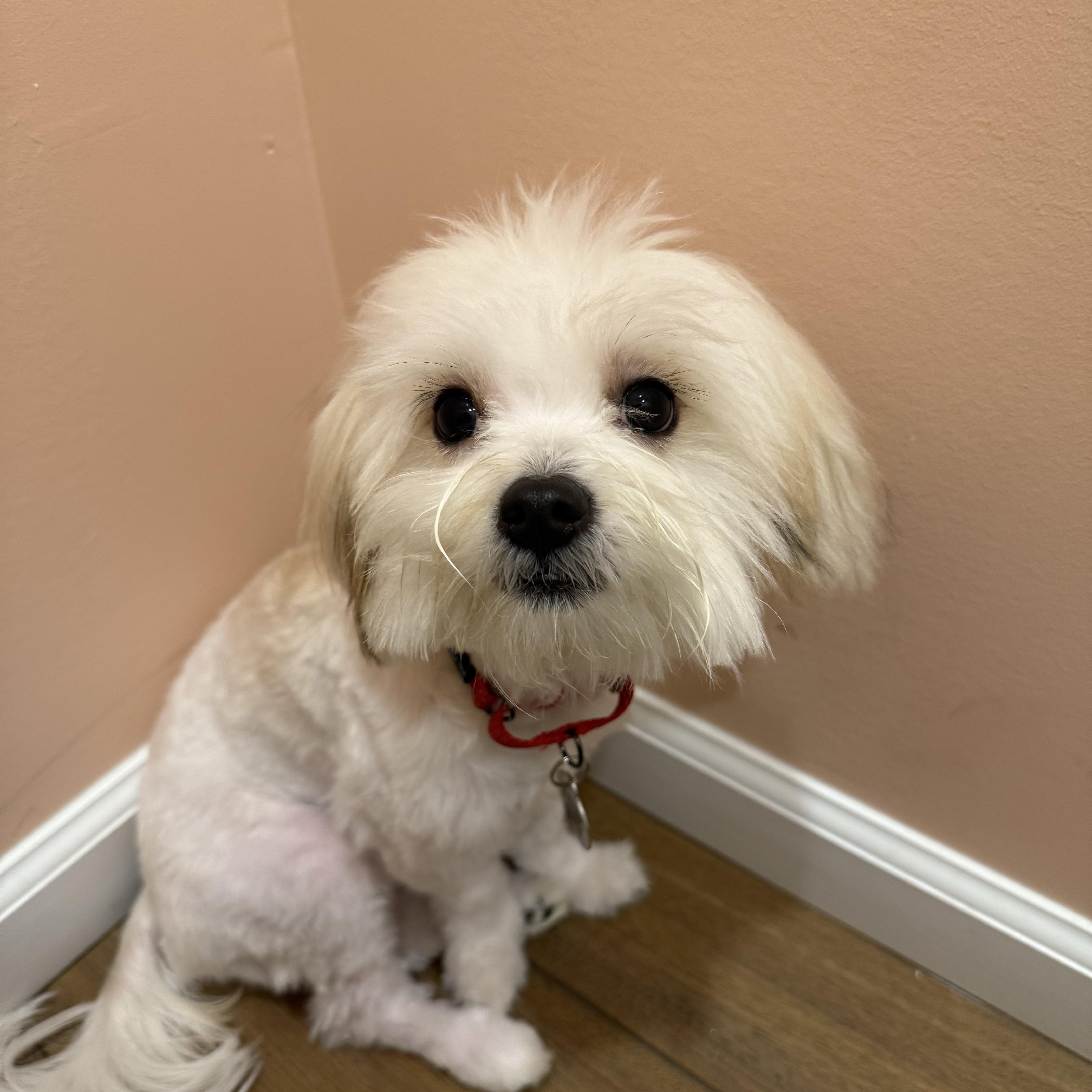 Enlarge Lola, an adopted Havanese in POTOMAC, MD image 2/2