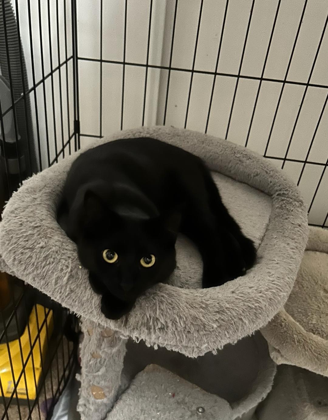 SIMON, a Adoptable mixed breed in Escalon, CA image 3/3