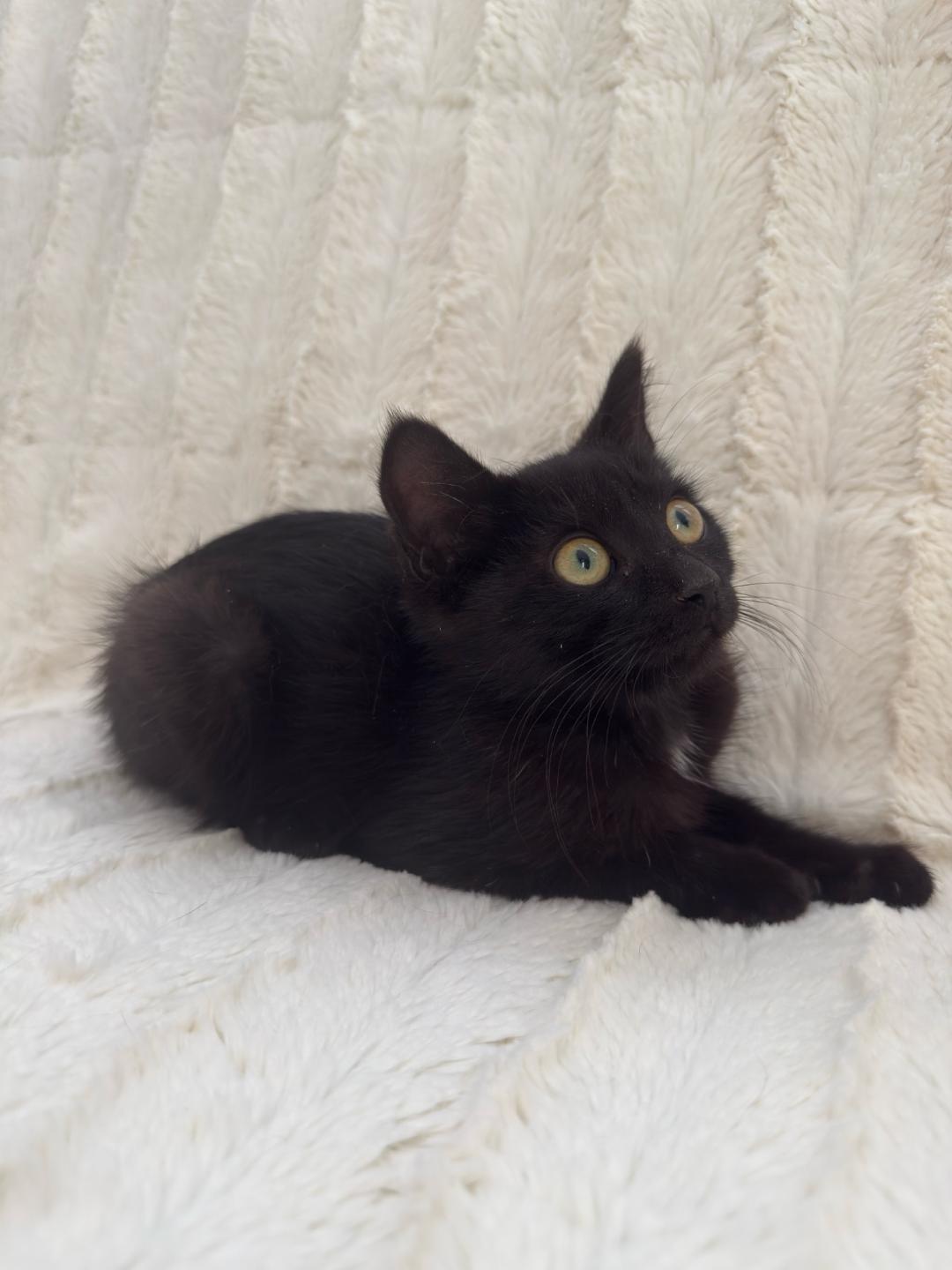 SIMON, a Adoptable mixed breed in Escalon, CA image 2/3