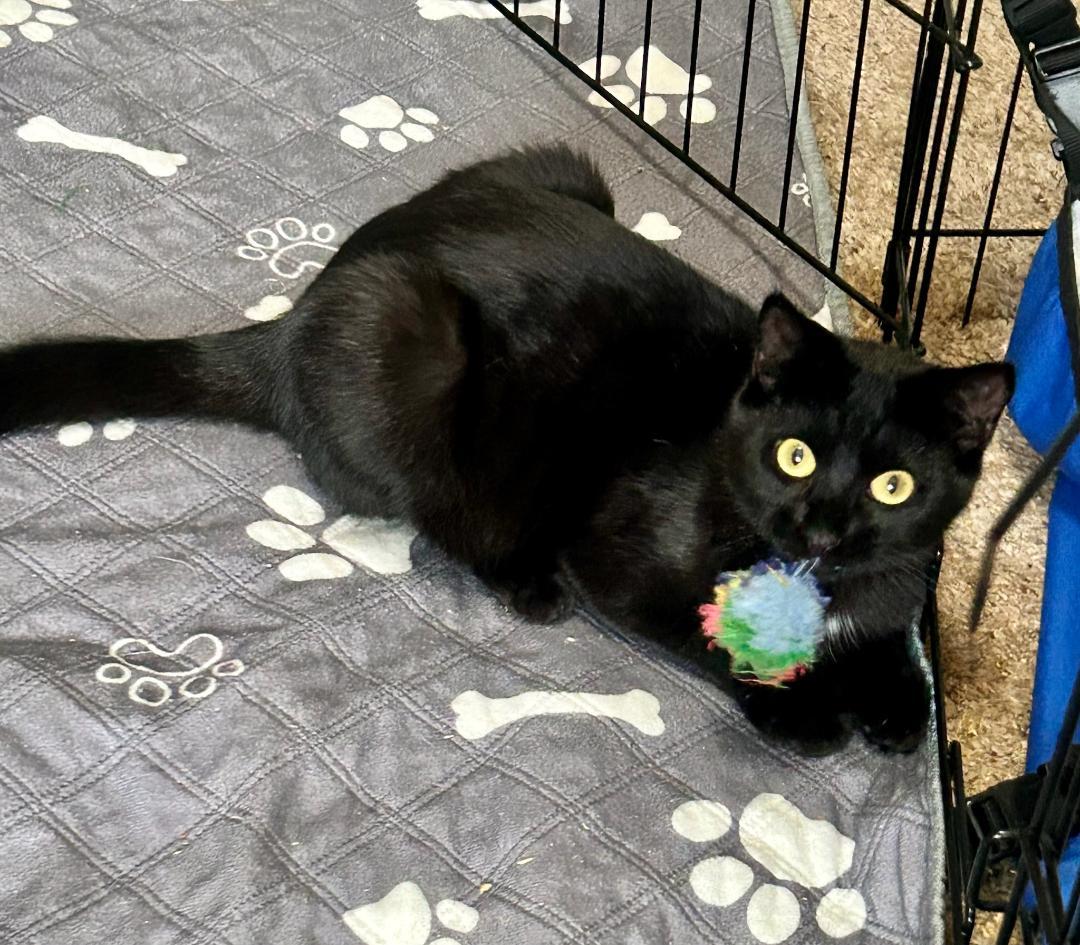 SIMON, a Adoptable mixed breed in Escalon, CA image 1/3