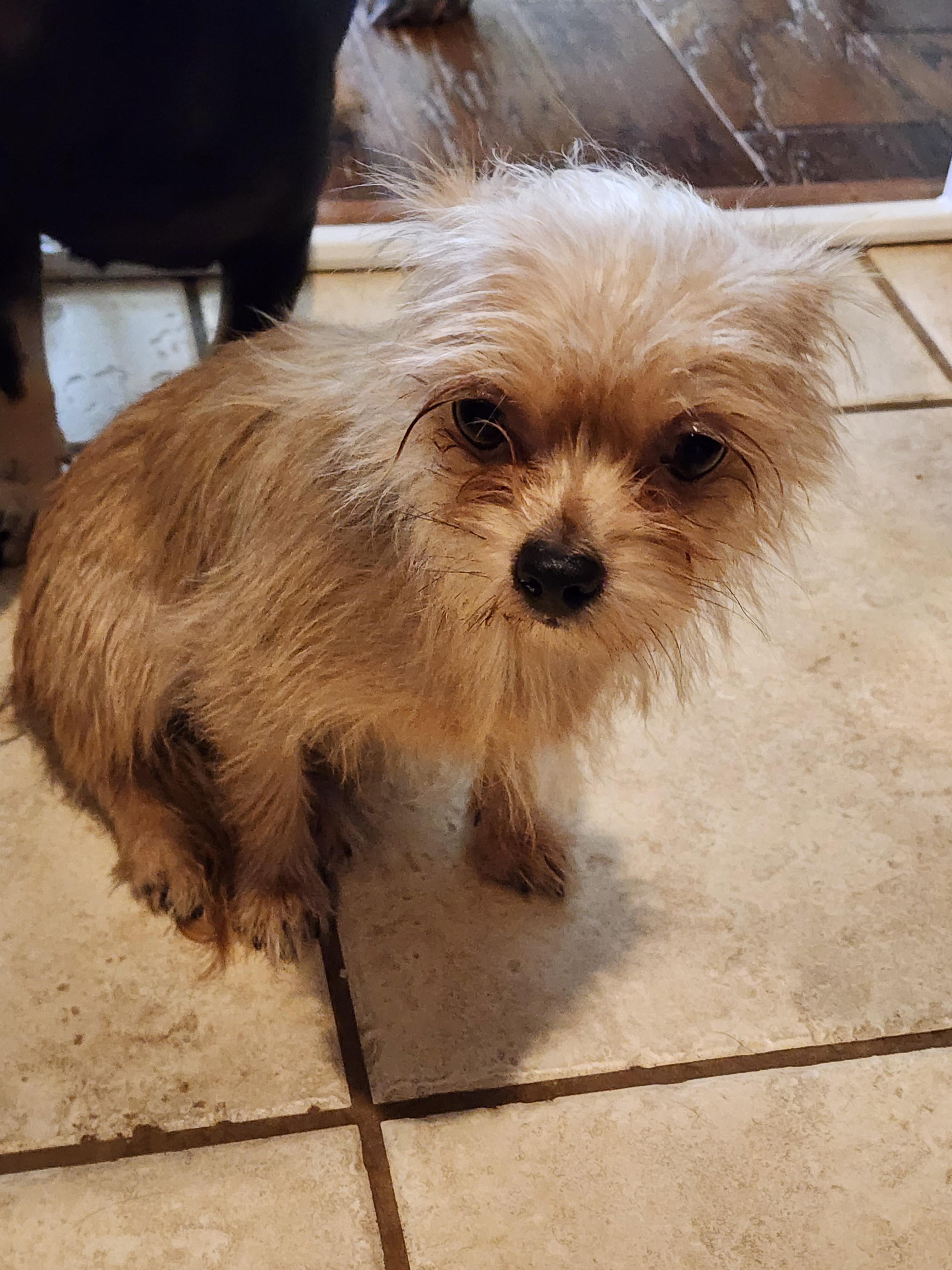 Enlarge Lolli, a Adoptable mixed breed in Houston, TX image 1/2