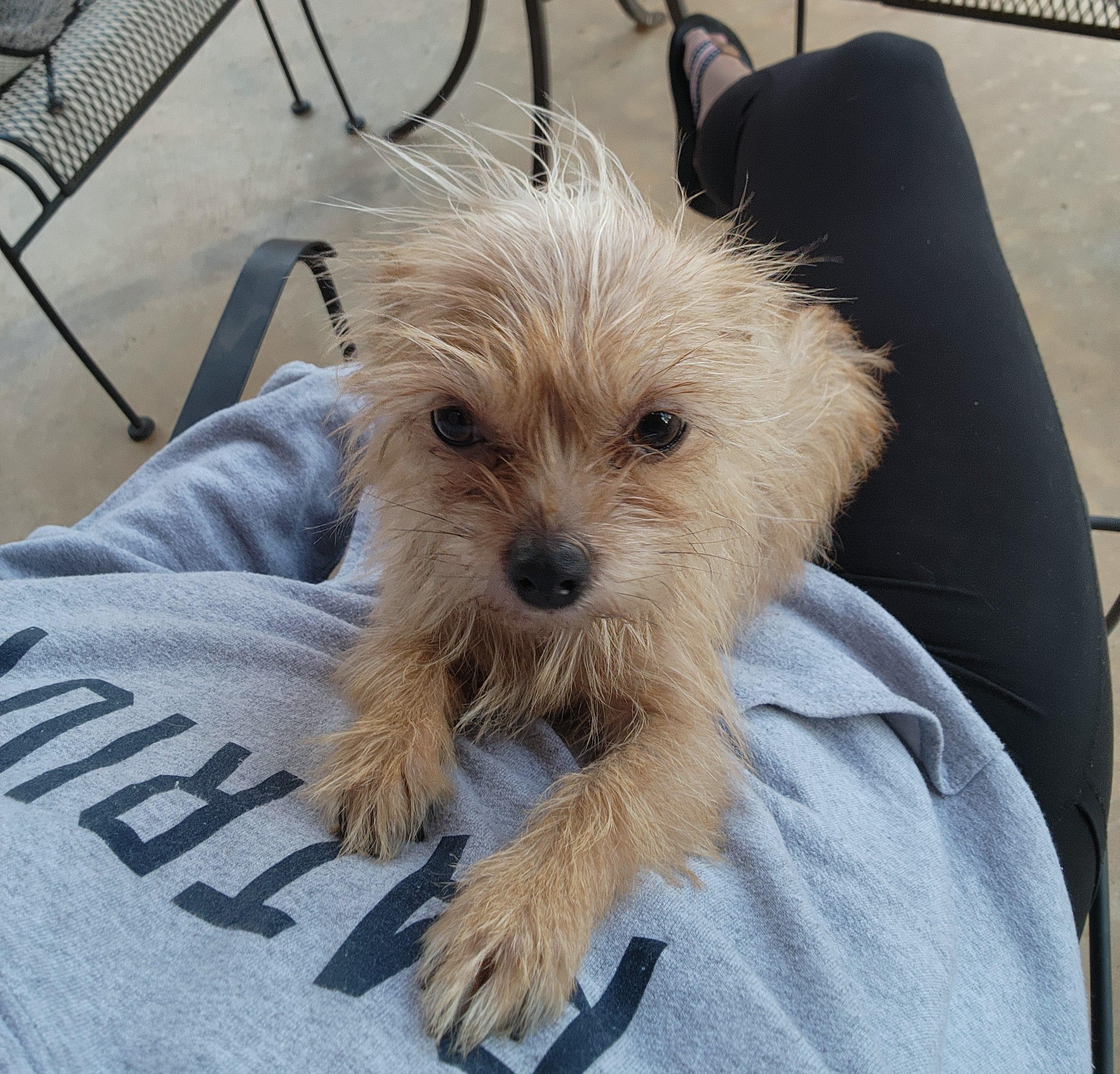 Enlarge Lolli, a Adoptable mixed breed in Houston, TX image 2/2