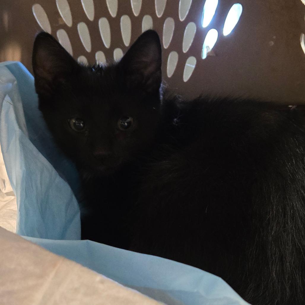 Voodoo, a Adoptable Domestic Short Hair in Graham, TX image 3/3