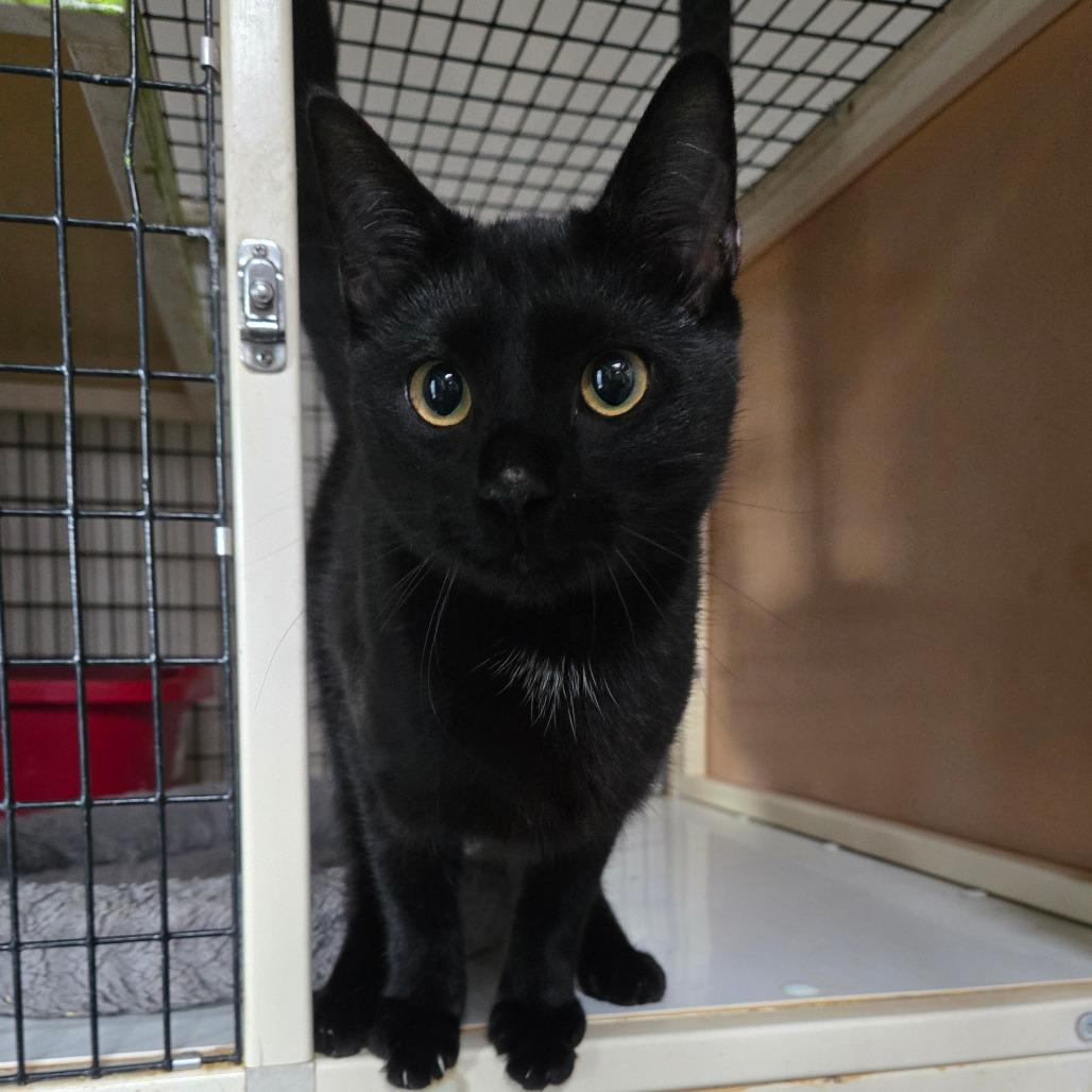 Voodoo, a Adoptable Domestic Short Hair in Graham, TX image 1/3