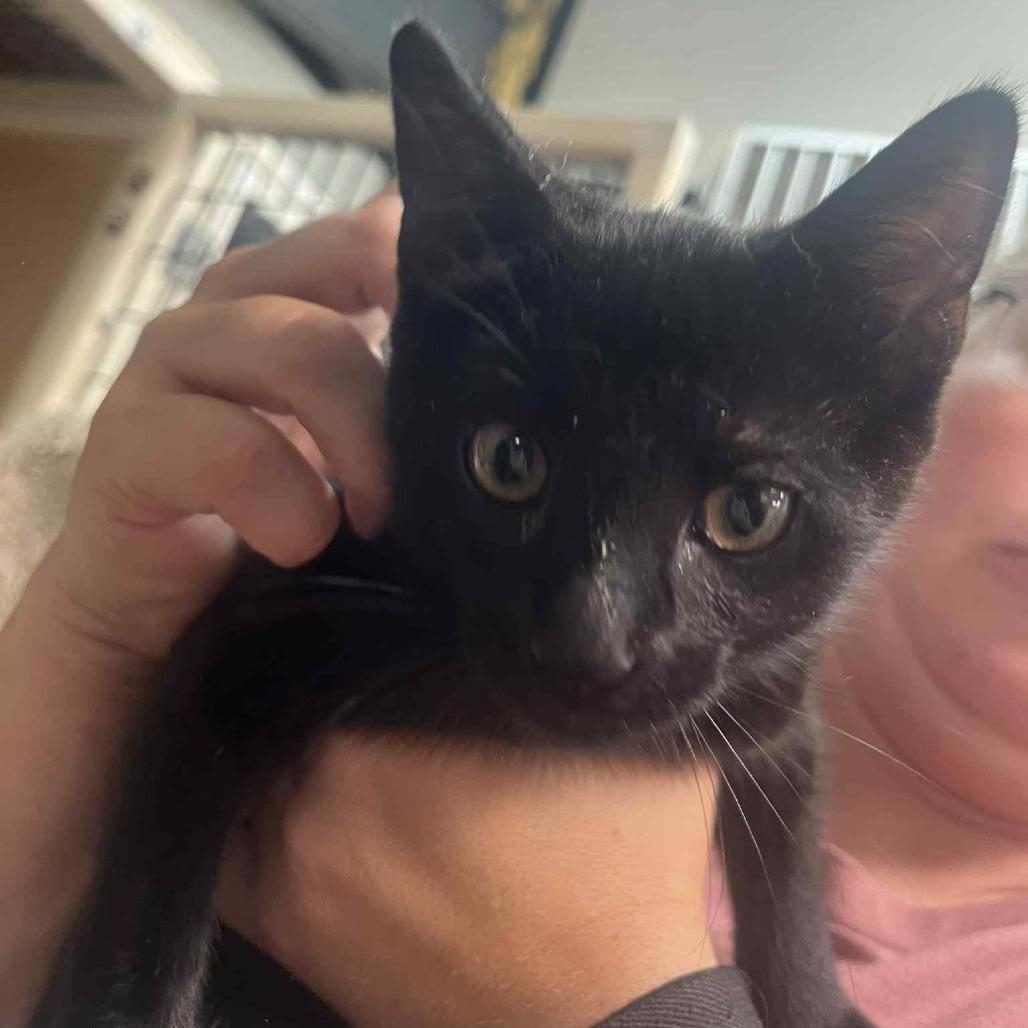 Voodoo, a Adoptable Domestic Short Hair in Graham, TX image 2/3