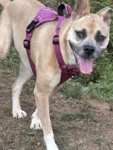 Enlarge Libby Lou, a Adoptable mixed breed in Watertown, CT image 2/4