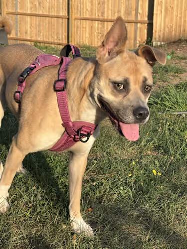 Enlarge Libby Lou, a Adoptable mixed breed in Watertown, CT image 3/4